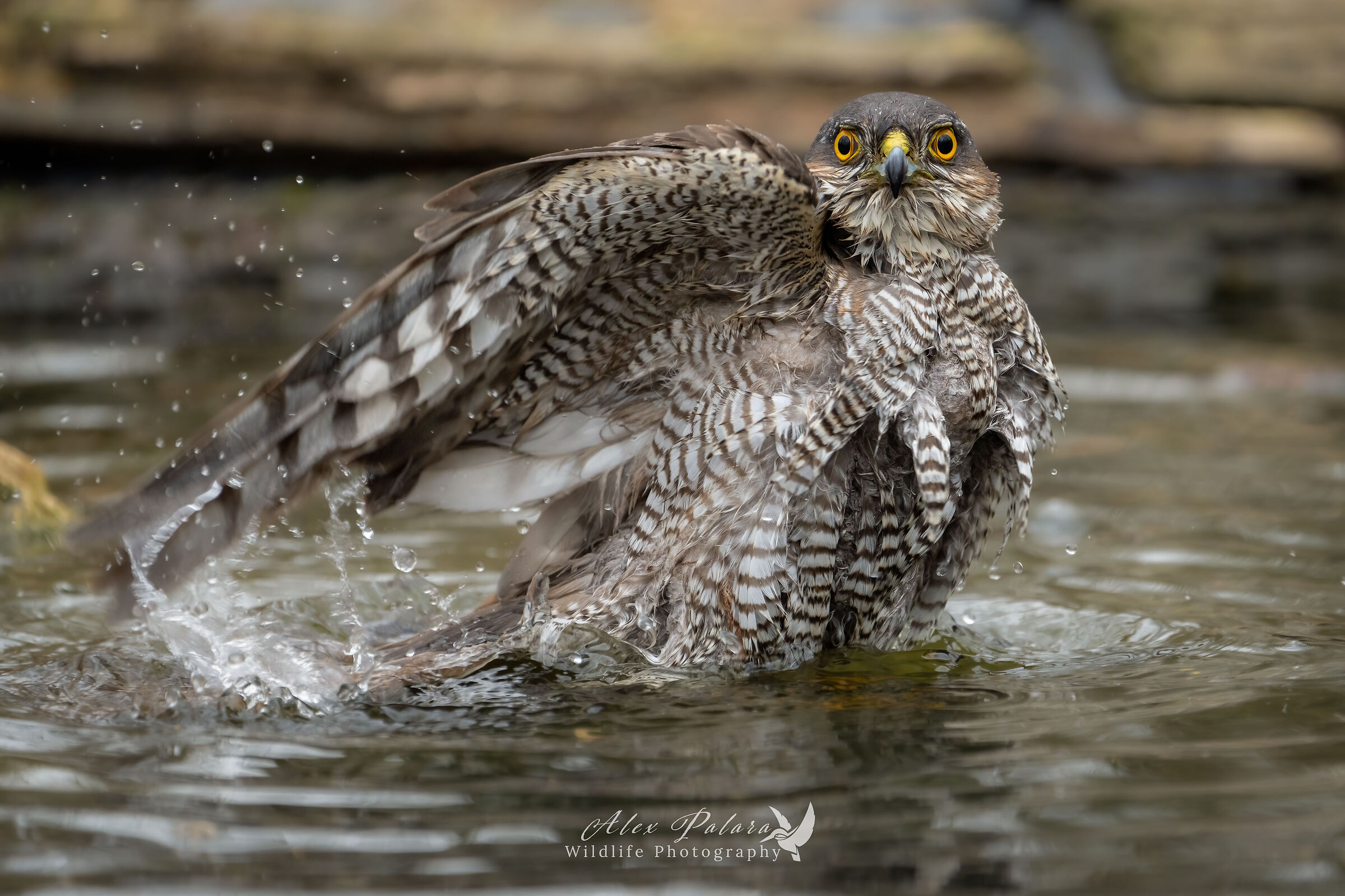 My dear usual sparrowhawk