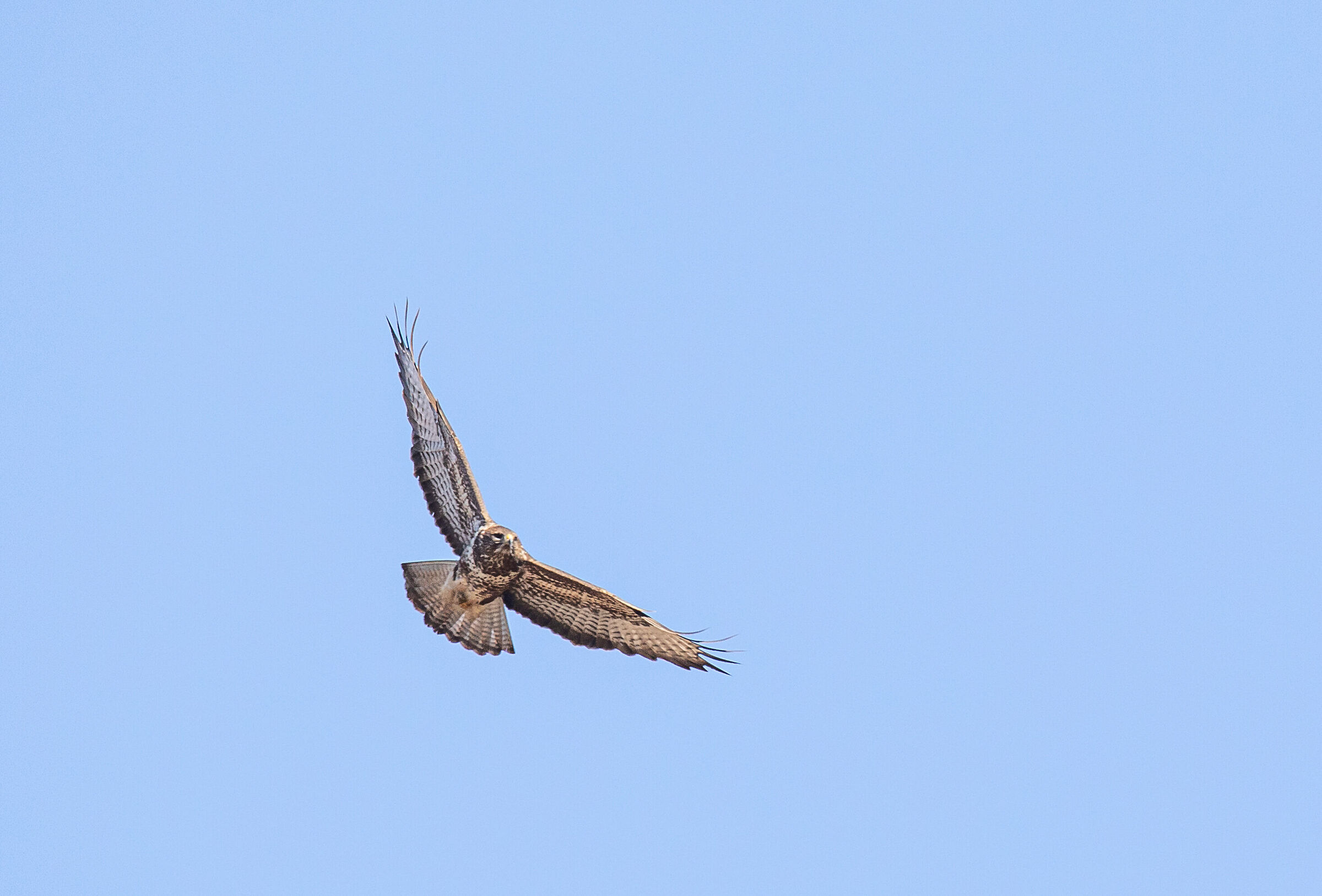 Buzzard