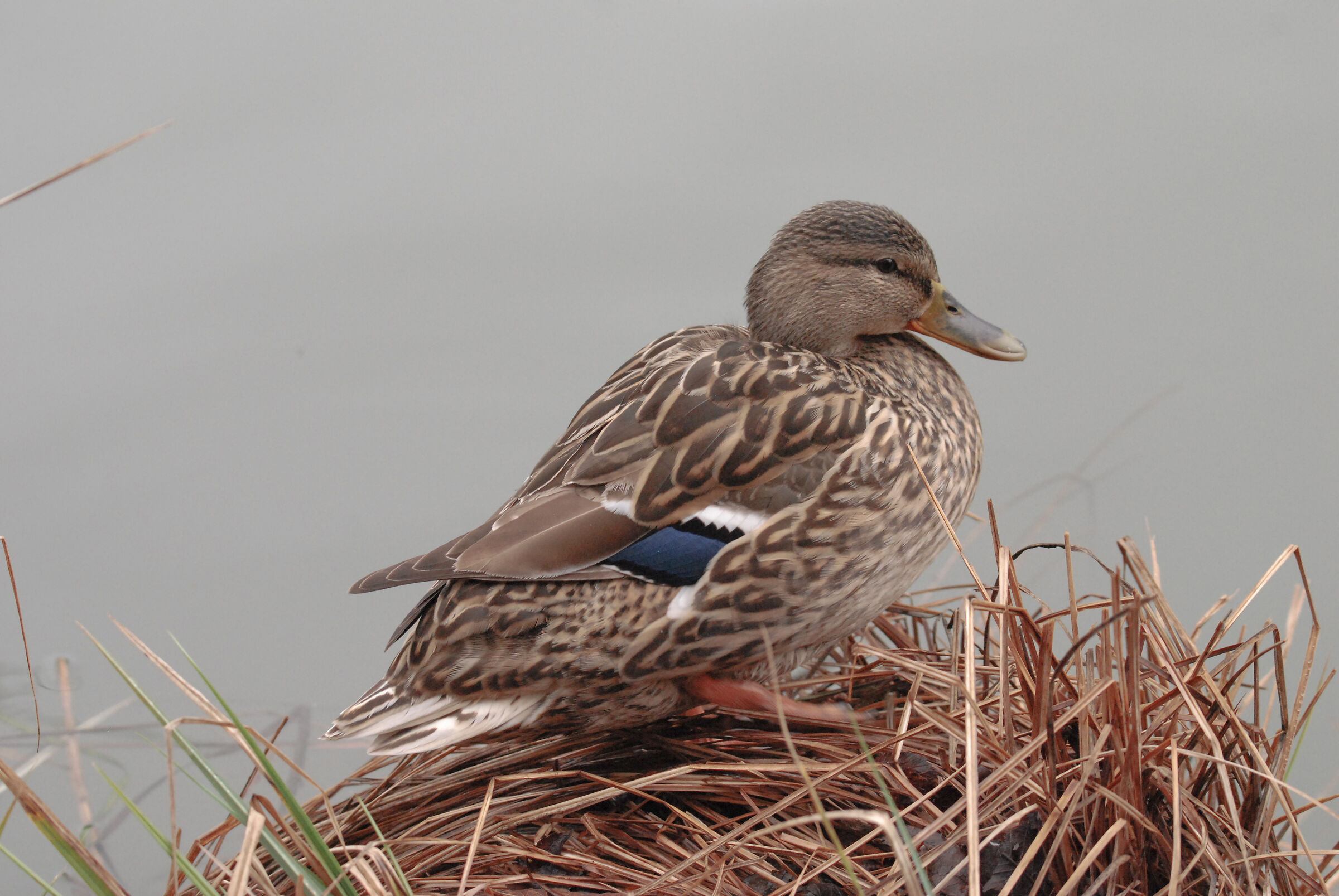 DUCK