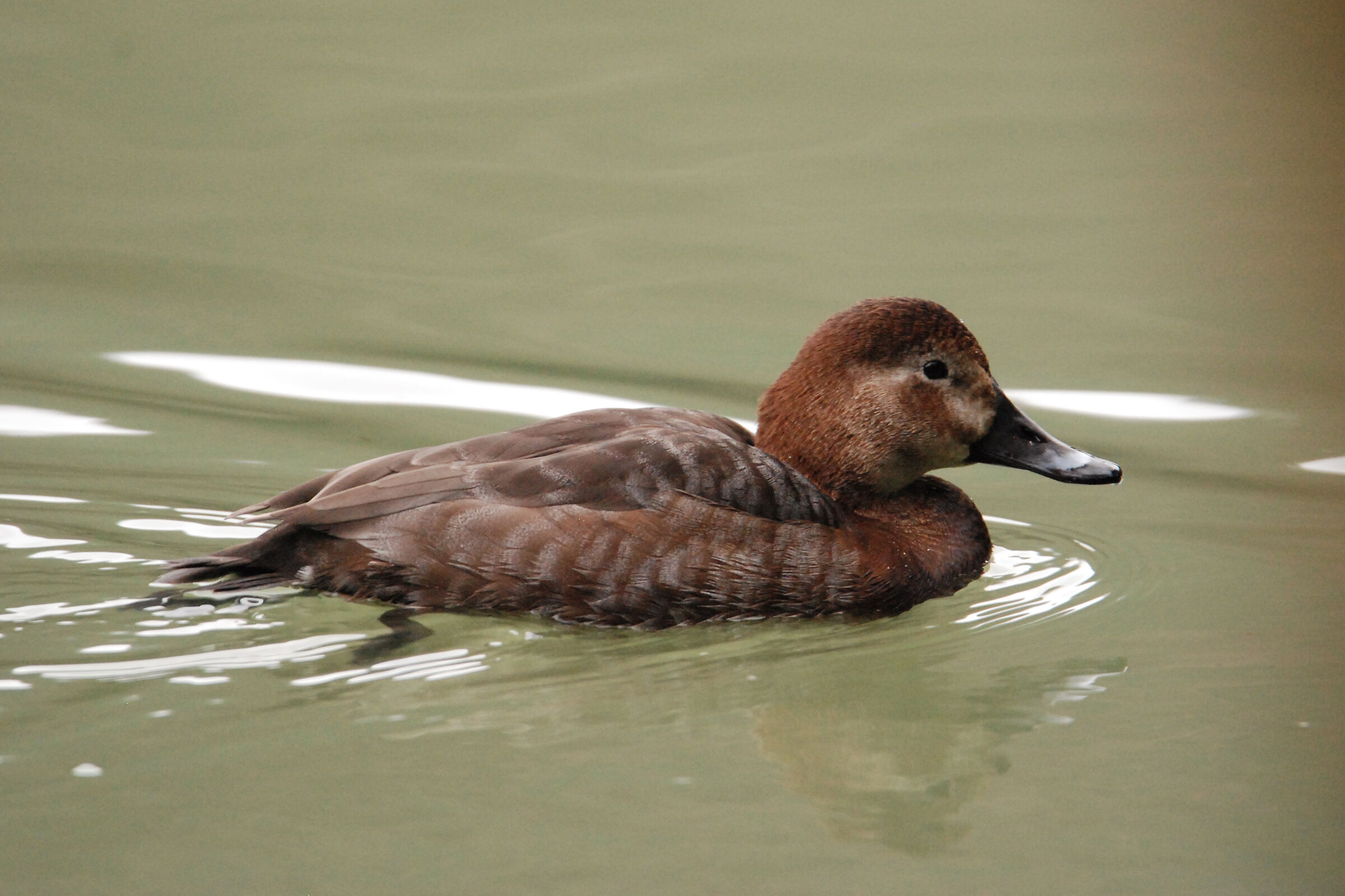 DUCK MORIGLIONE