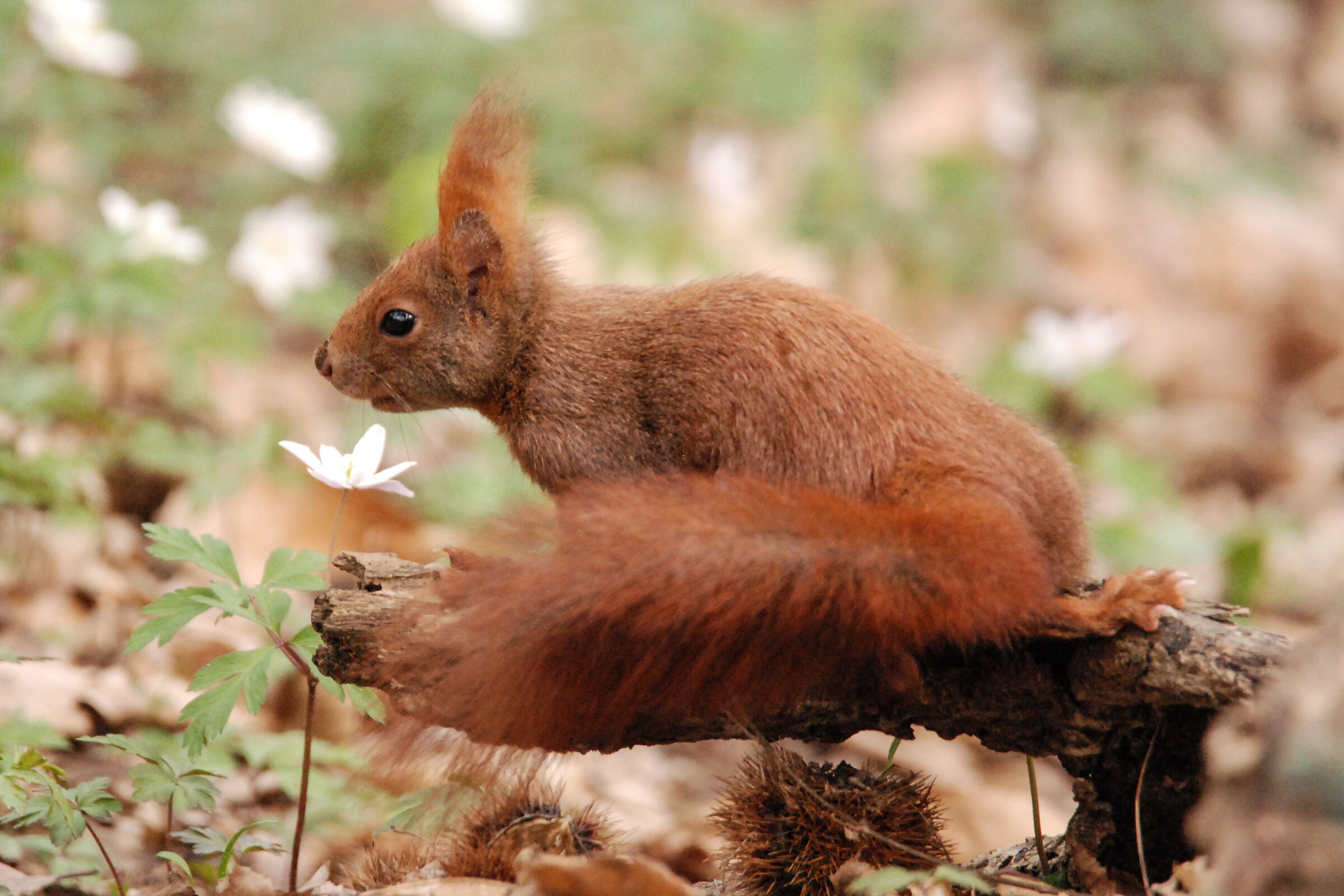 RED SQUIRREL