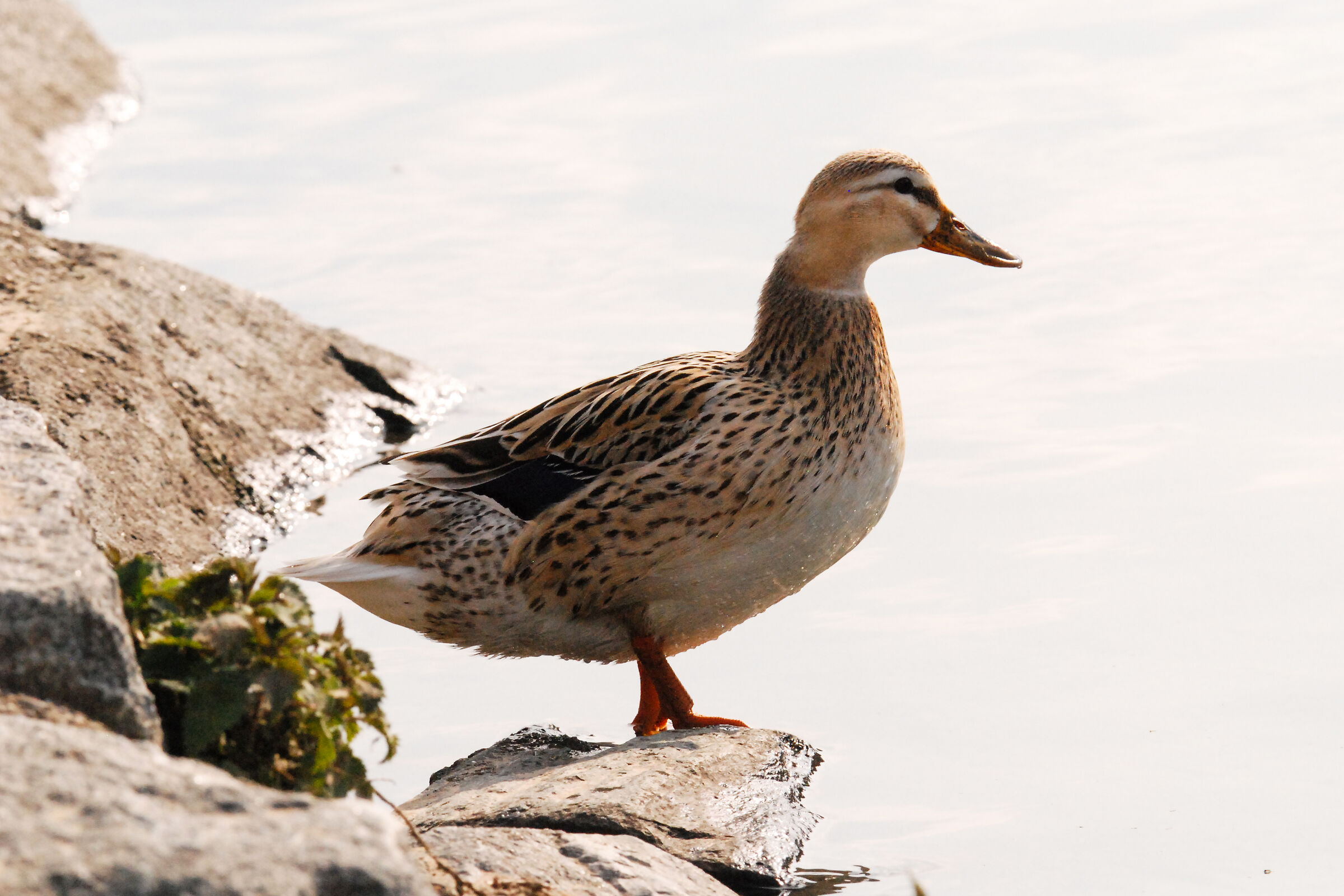 DUCK