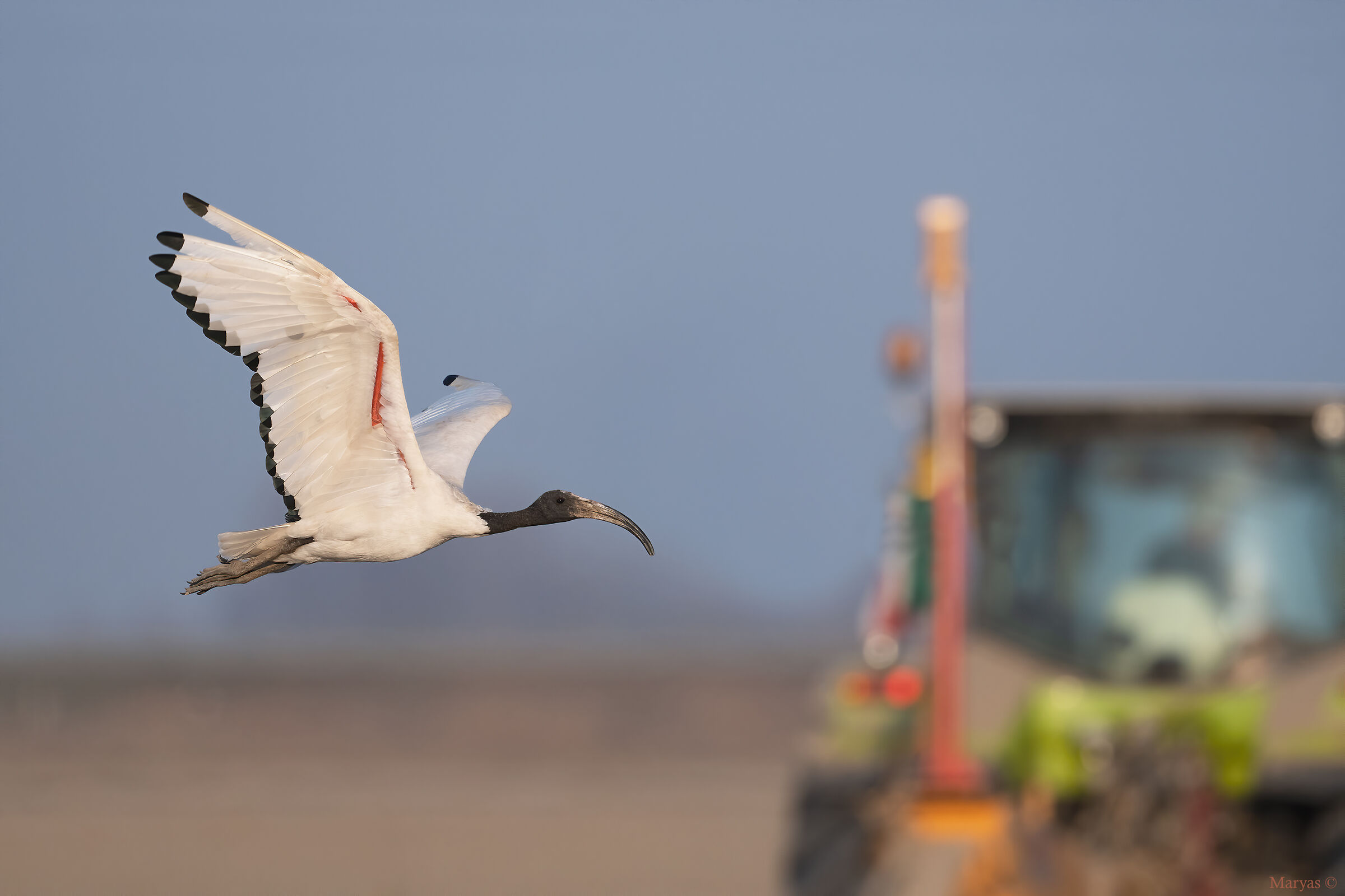 La scorta del contadino
