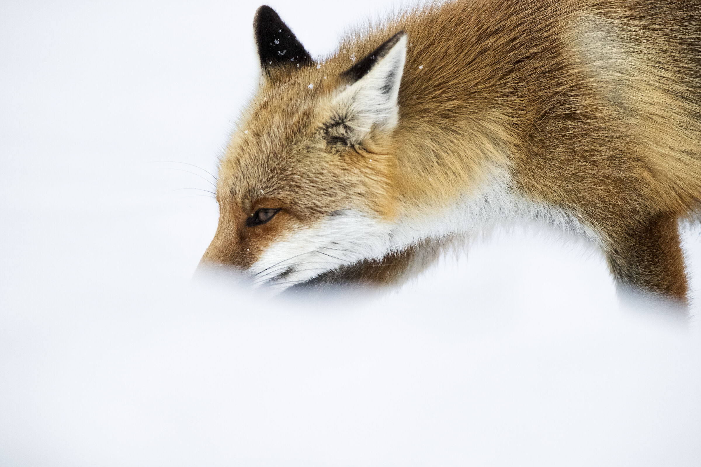 Looking for food in the snow