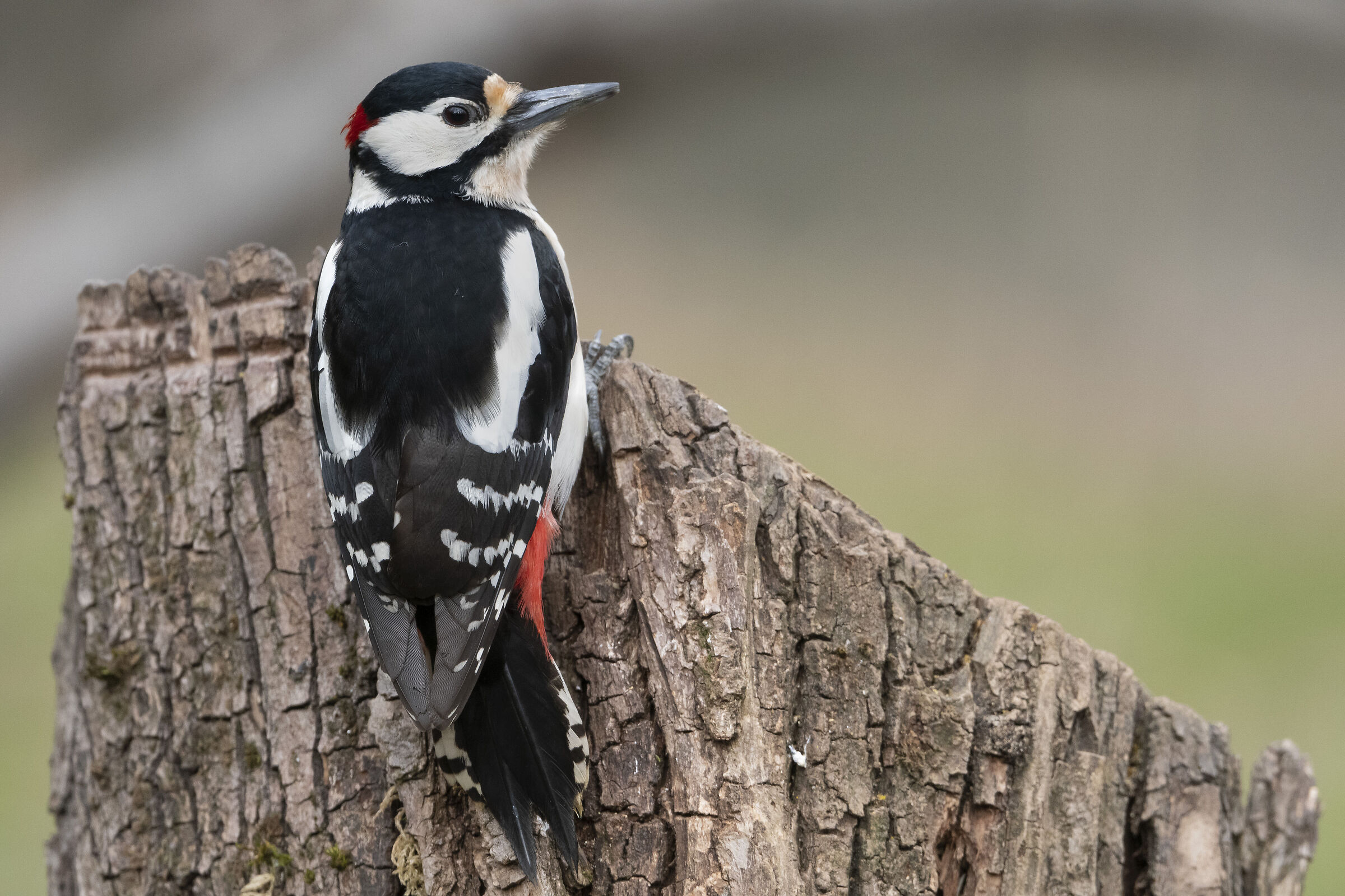 Picchio rosso maggiore