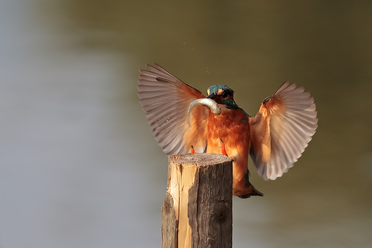 Martin pescatore preda