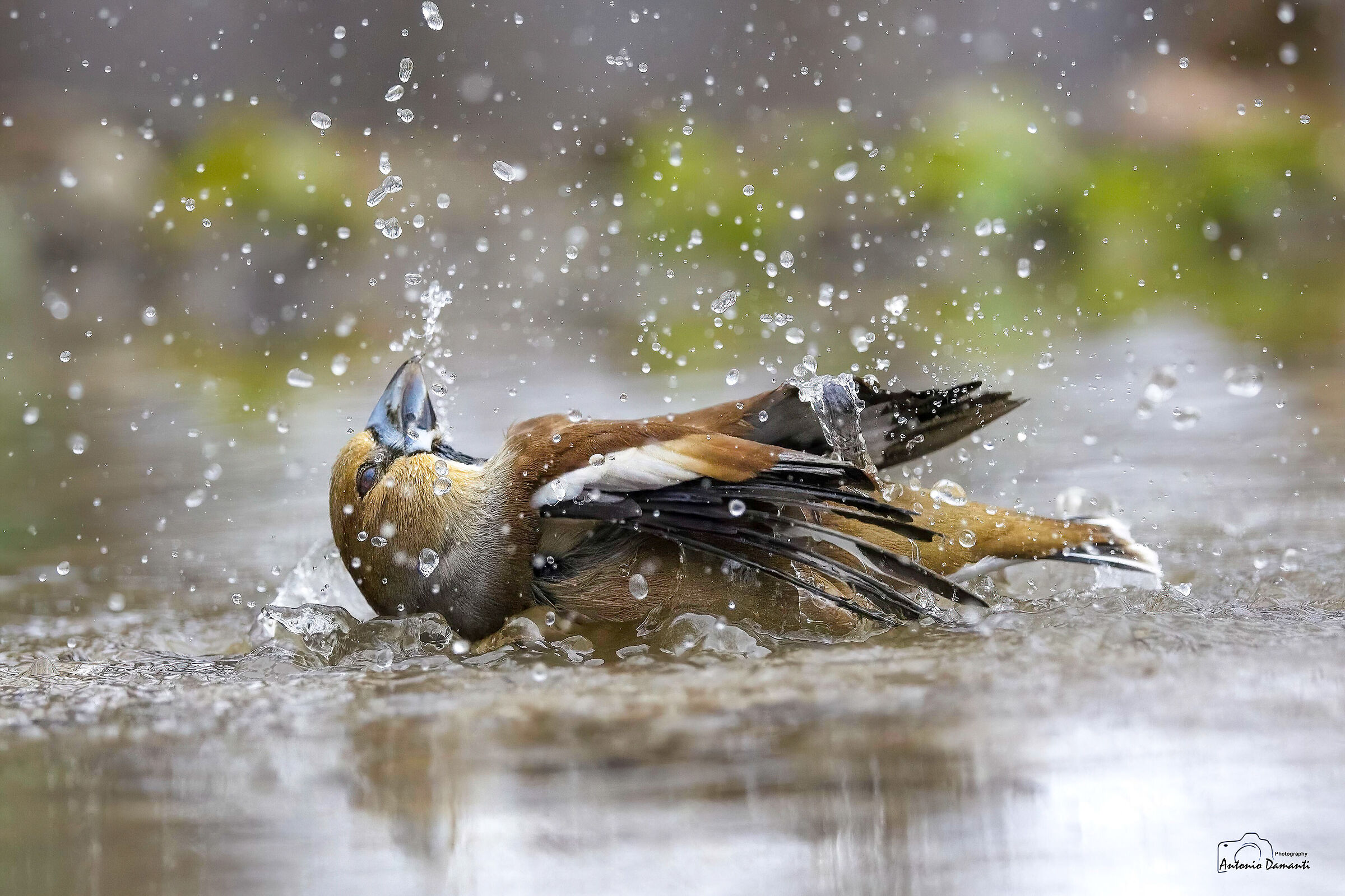 The bath of the frosone