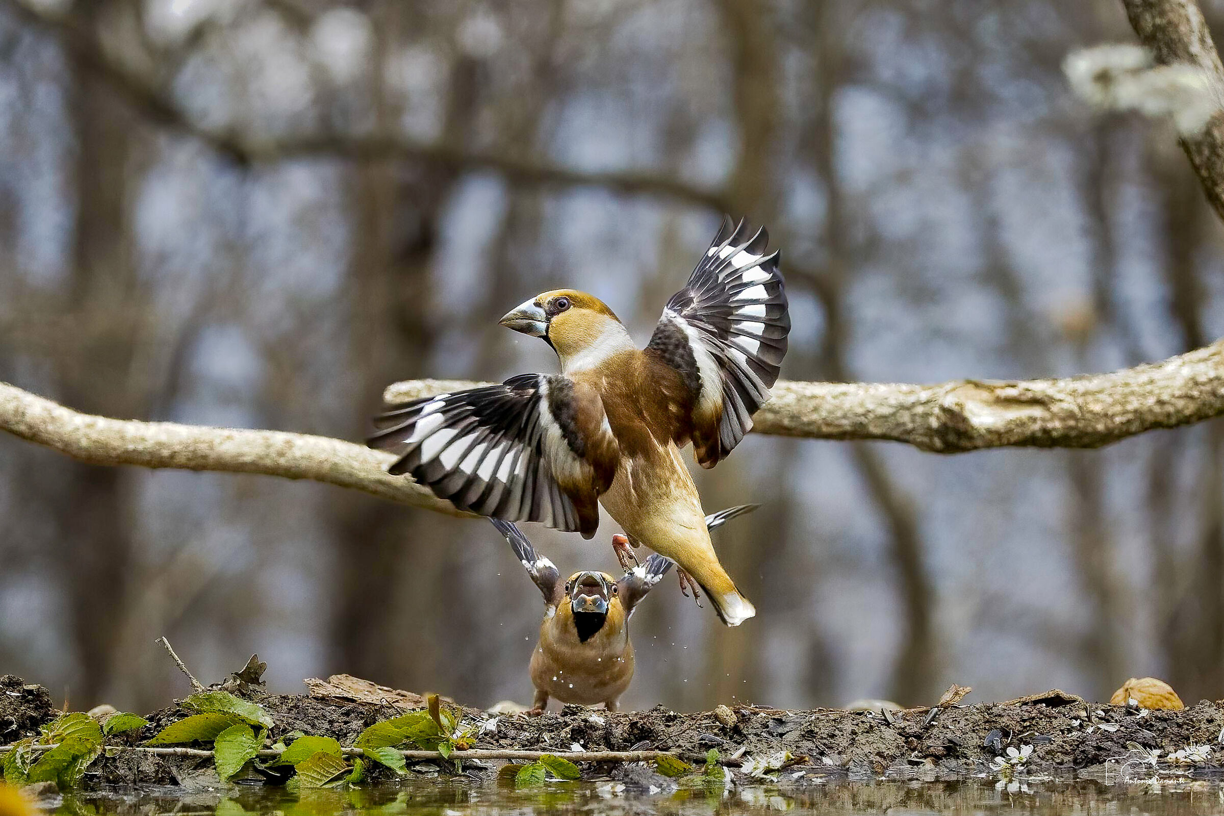 Open-winged frosone
