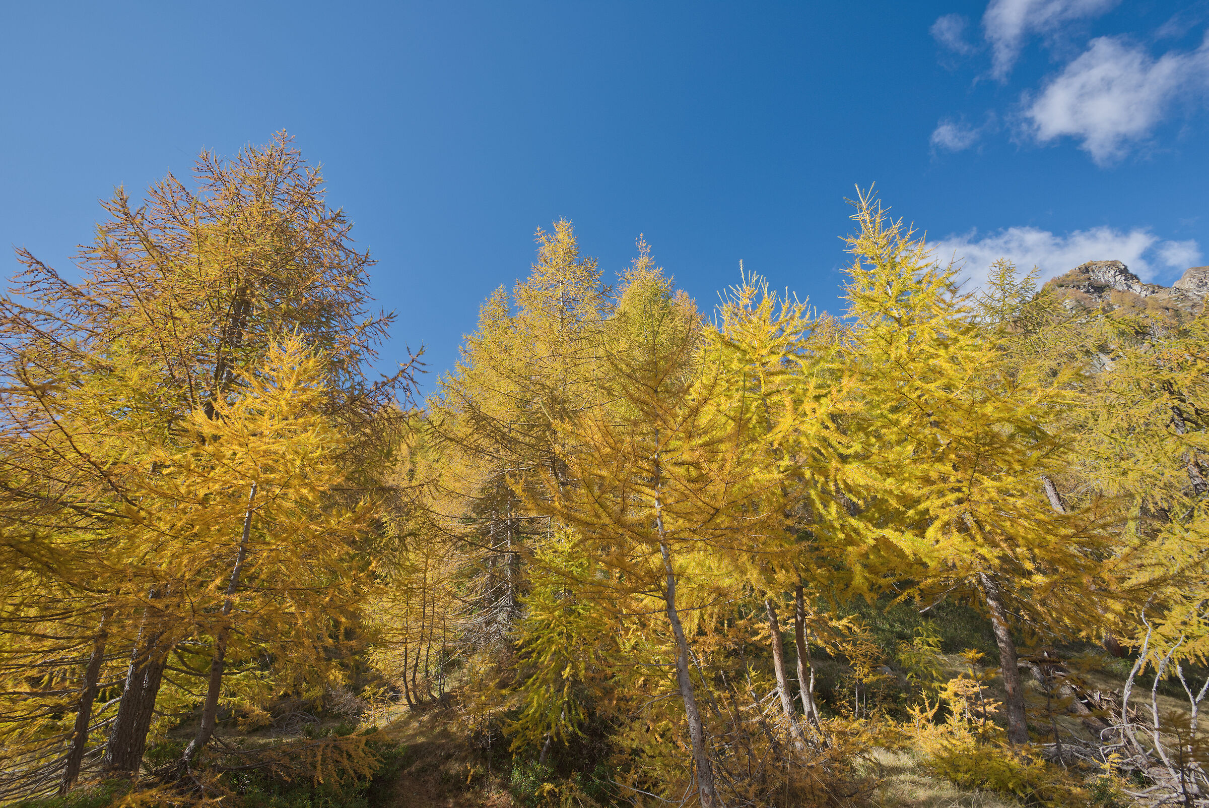 autunno 2020 Valdivedro