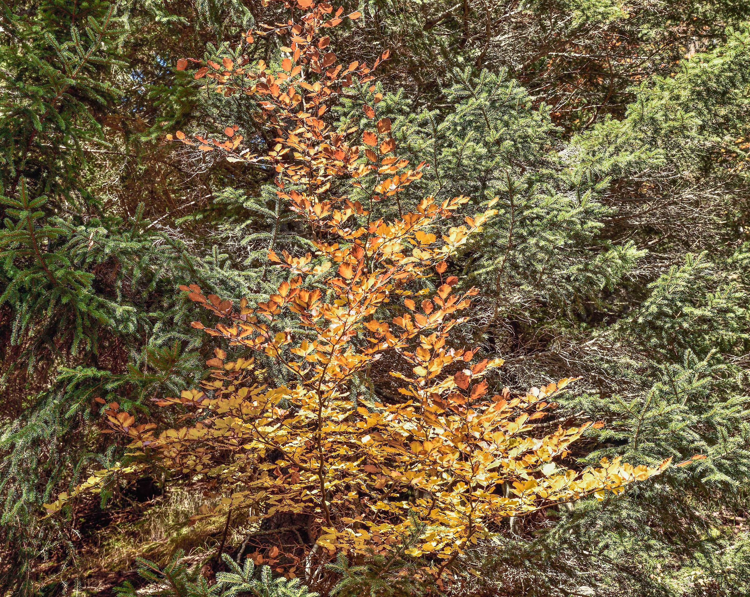 autunno 2020 Valdivedro