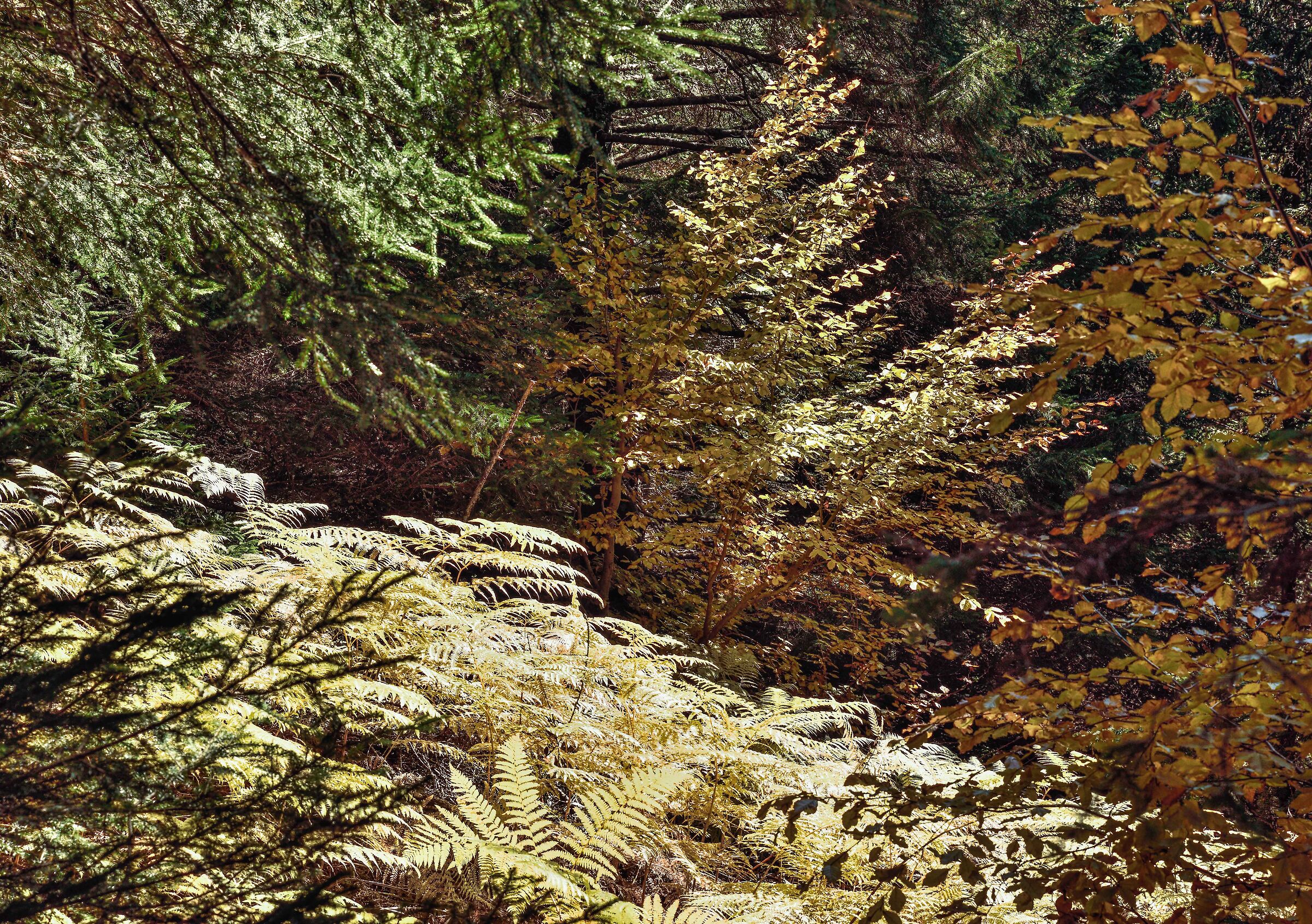 autunno 2020 Valdivedro