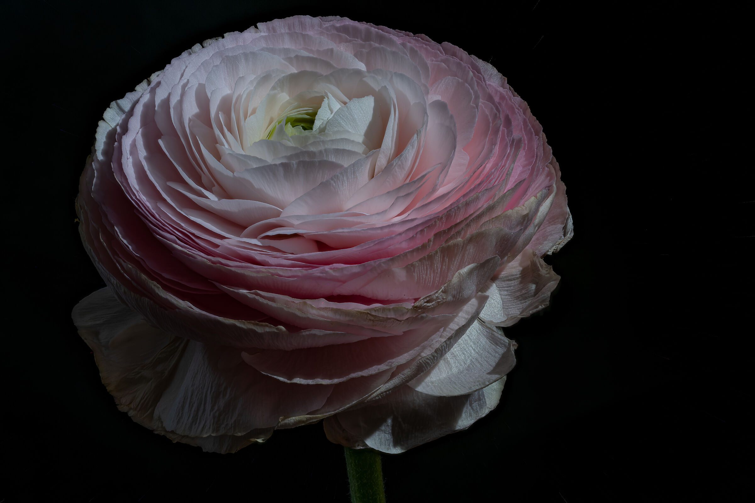 Ranunculus asiaticus