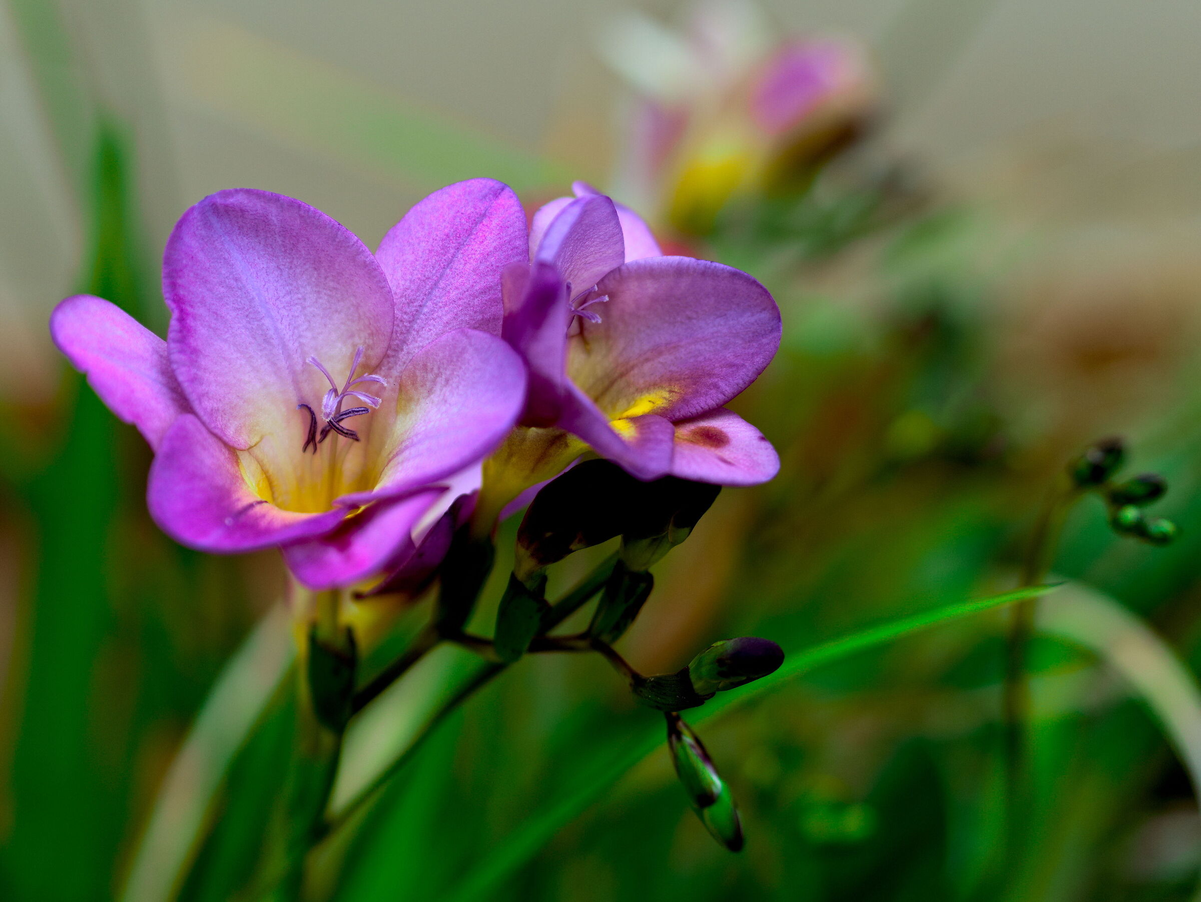 Freesias