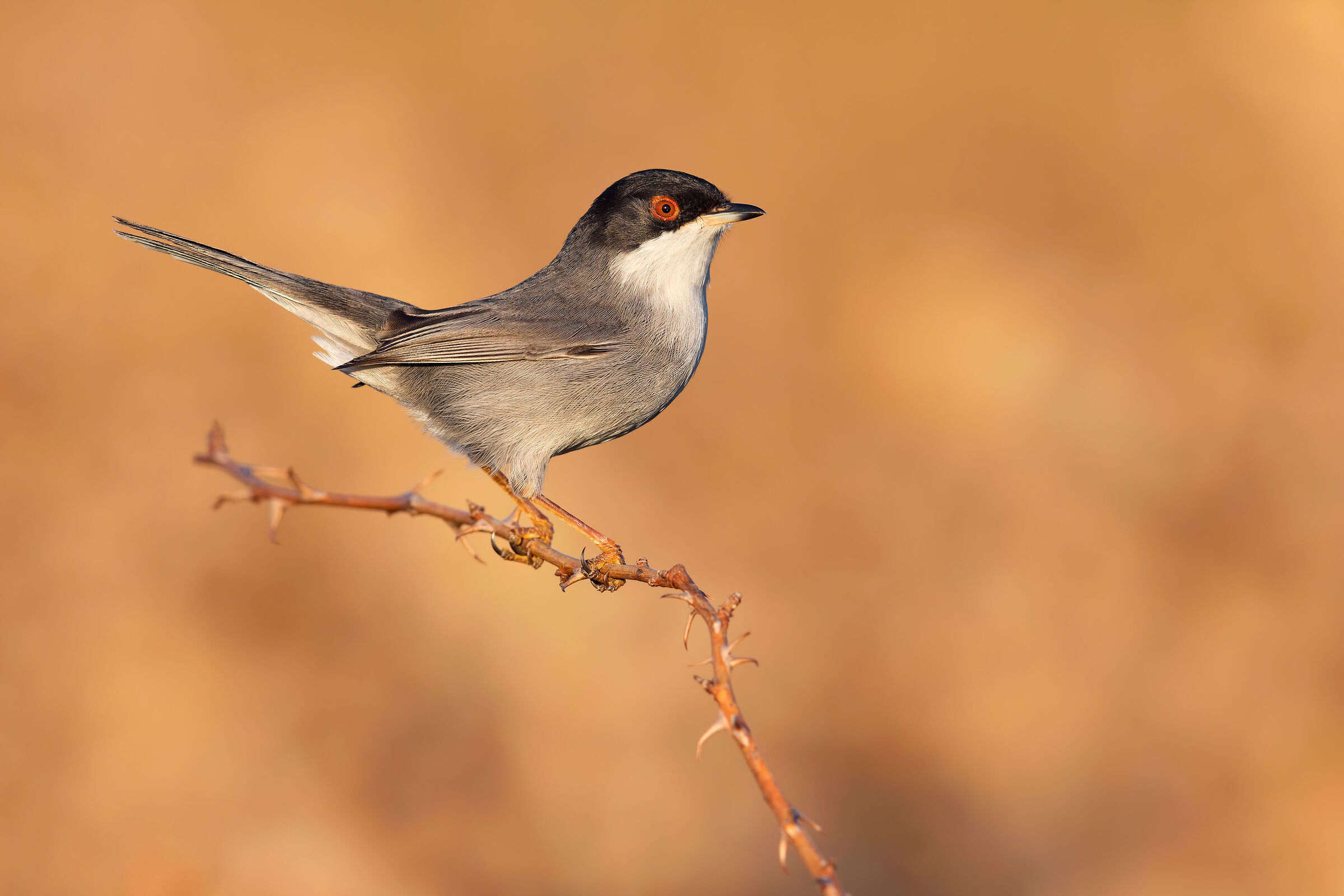 Sardinian warbler