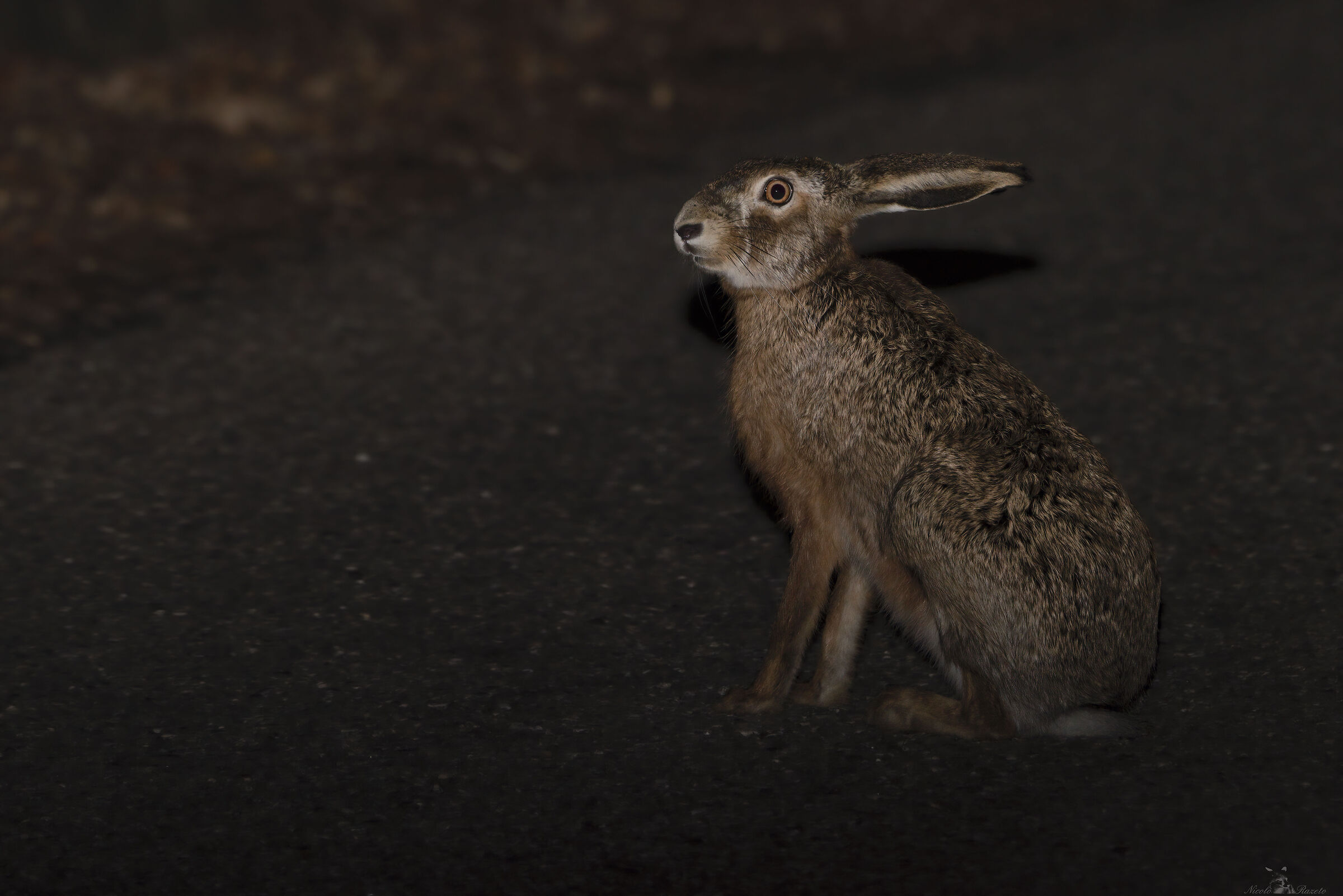 European Hare