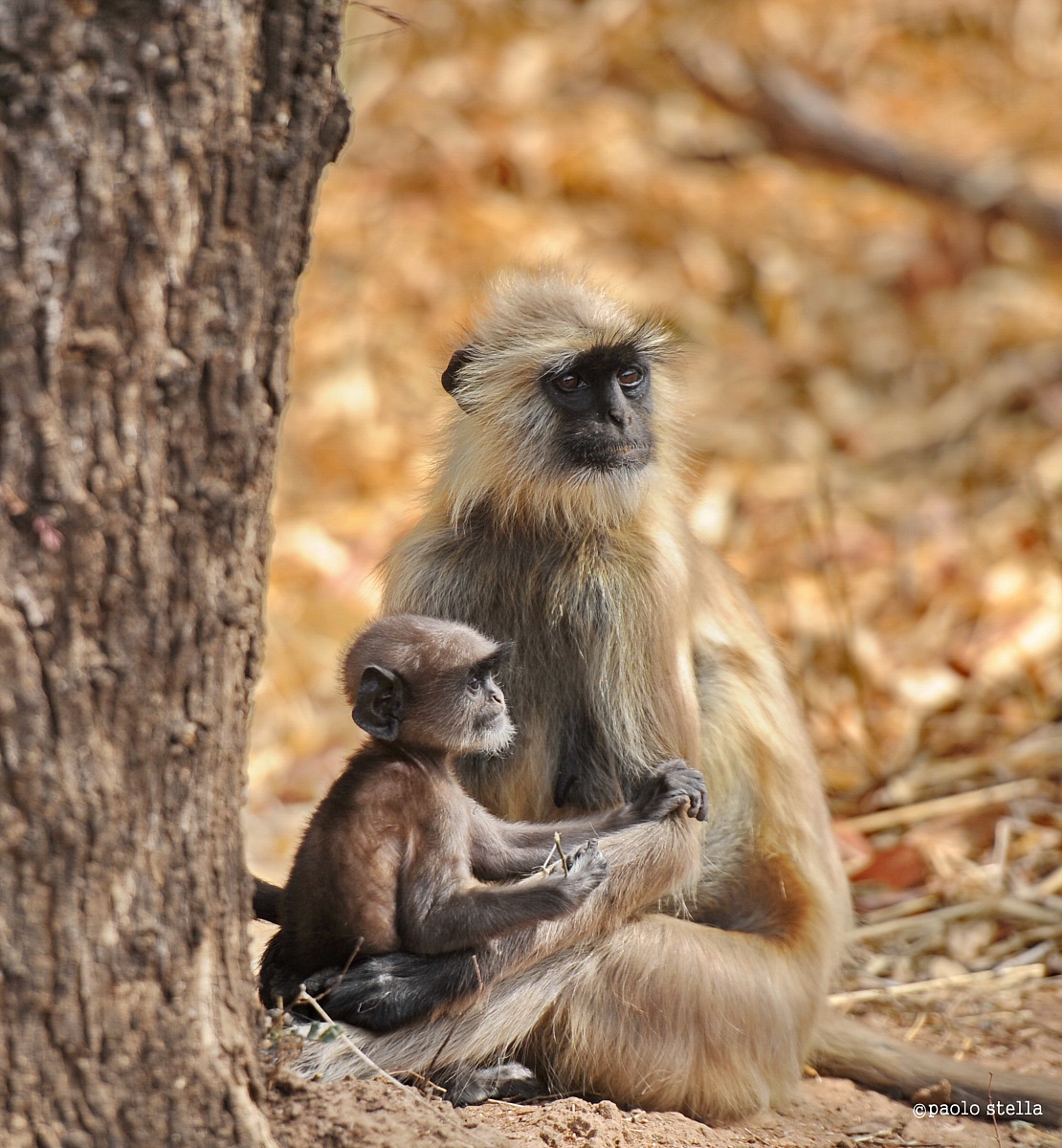 grey langur - mom & cub