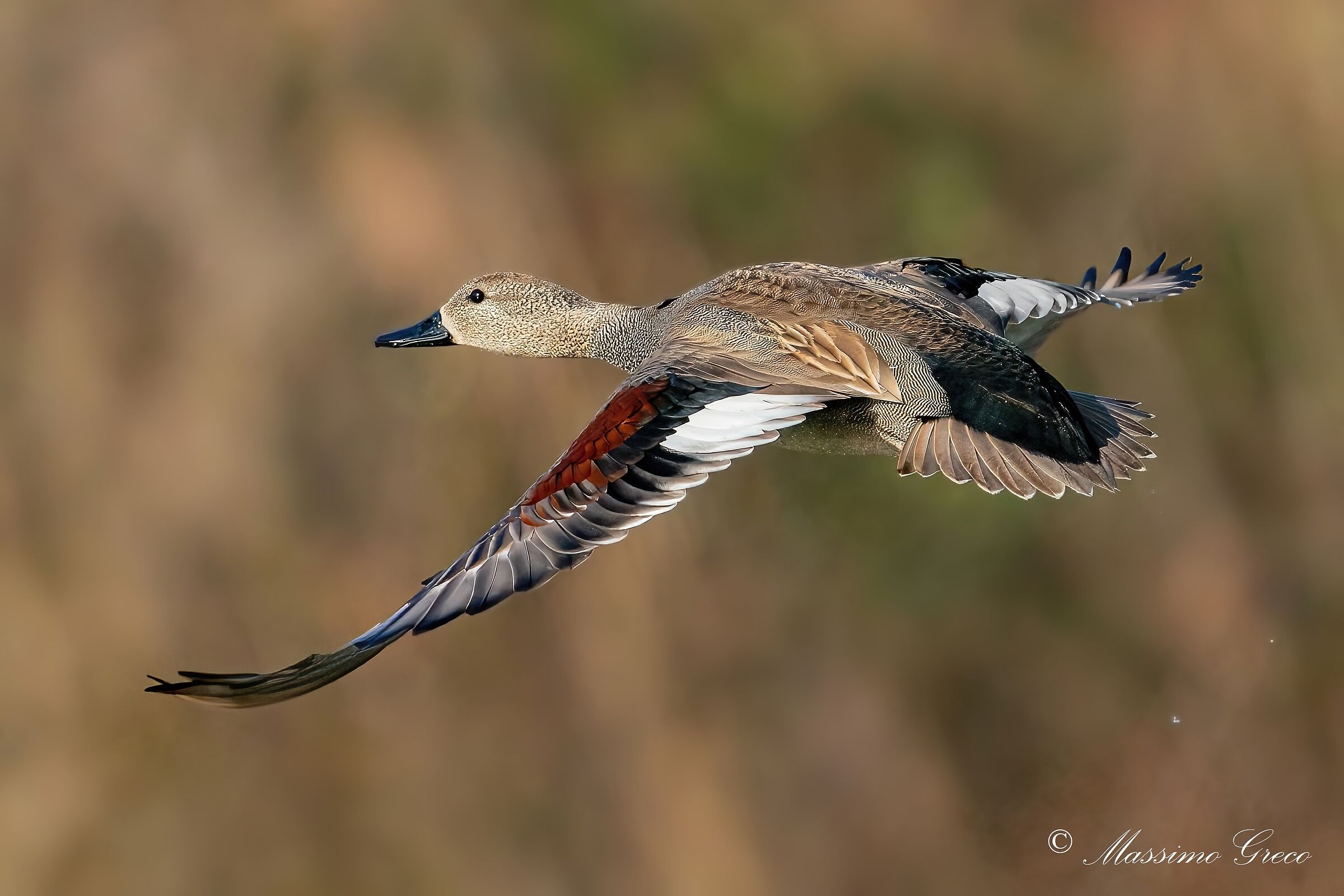 Canapiglia (Mareca strepera)