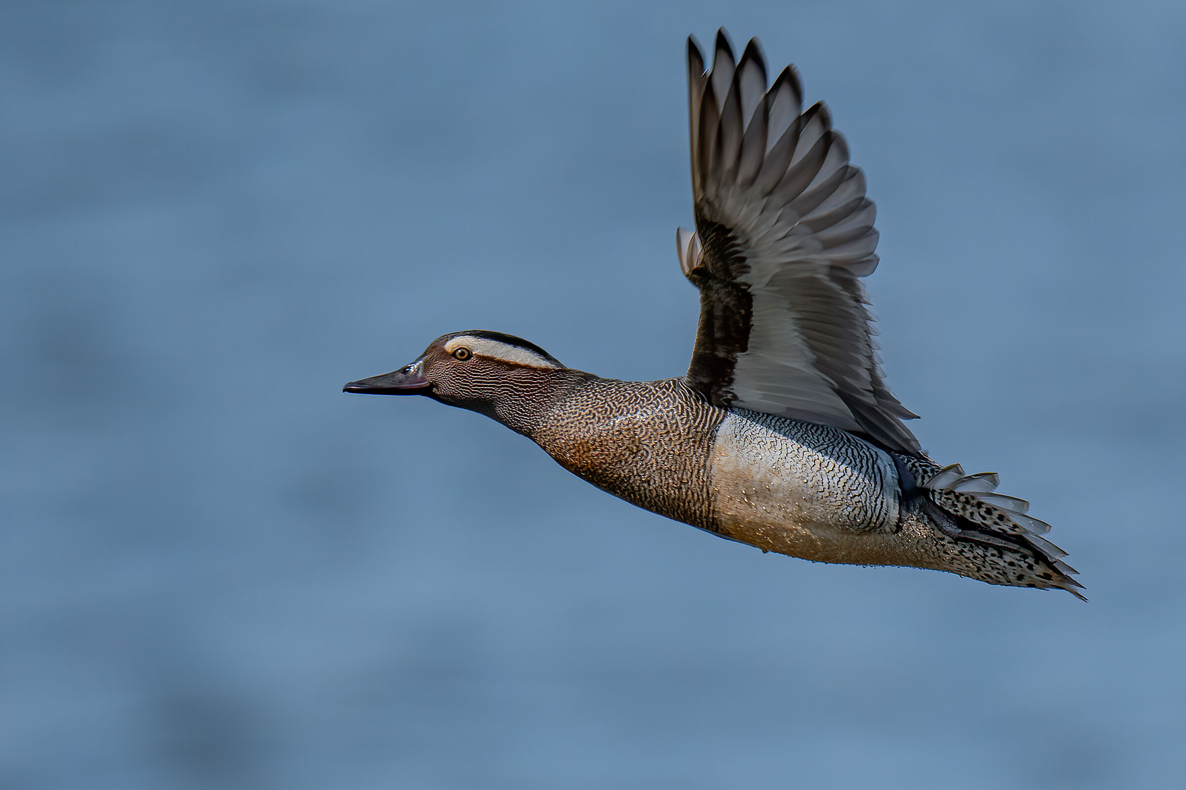 Marzaiola(Anas querquedula)