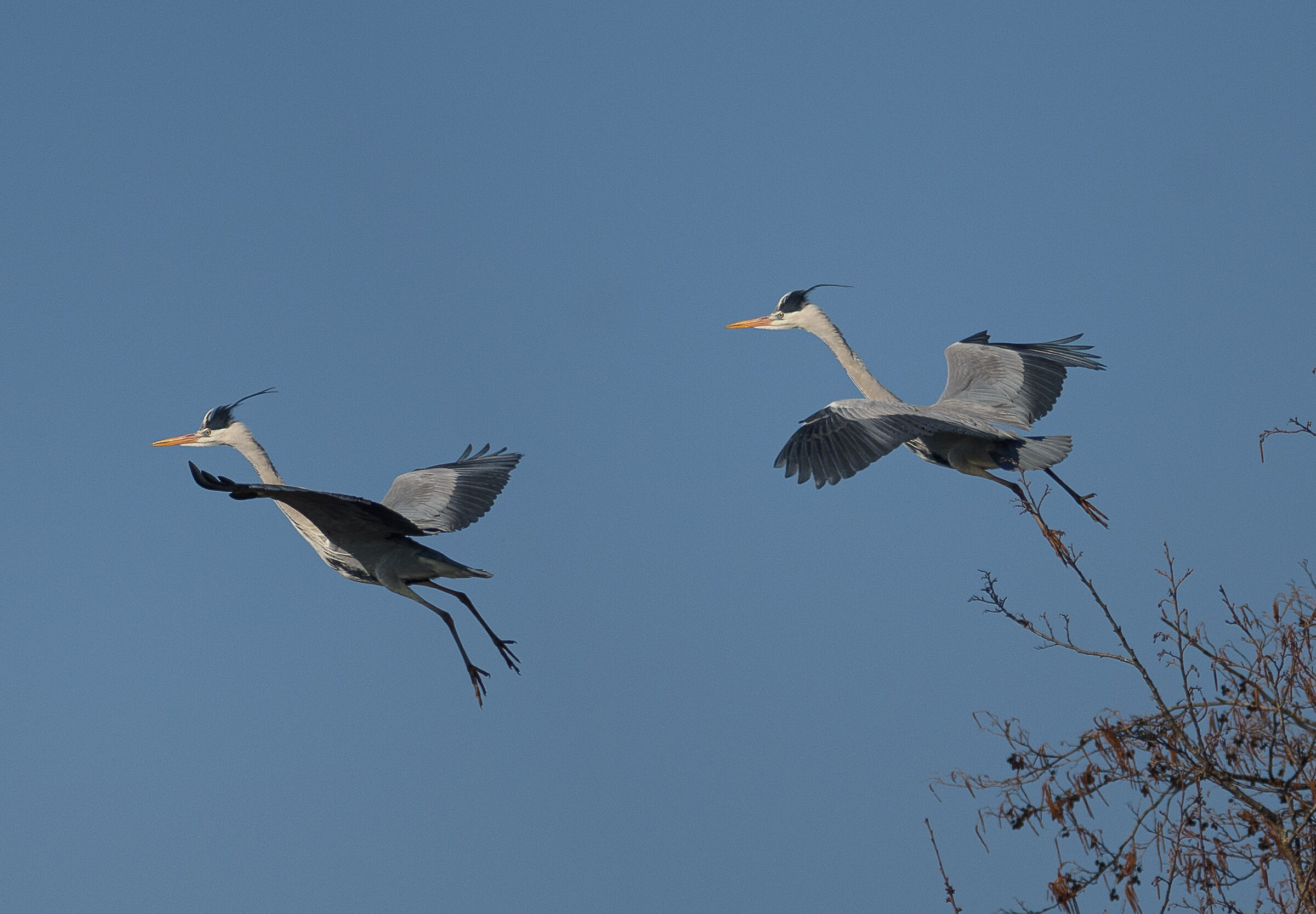 Due scatti per un soggetto in volo