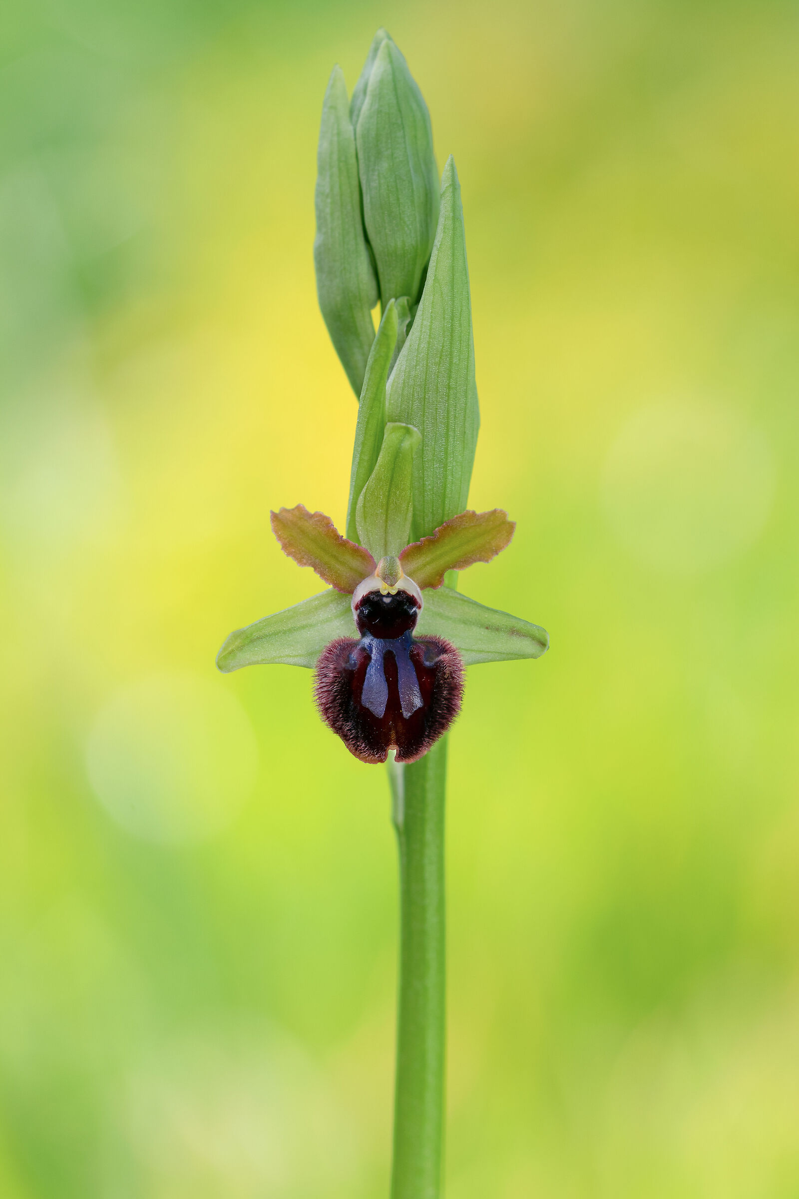 Ophrys incubacea 2