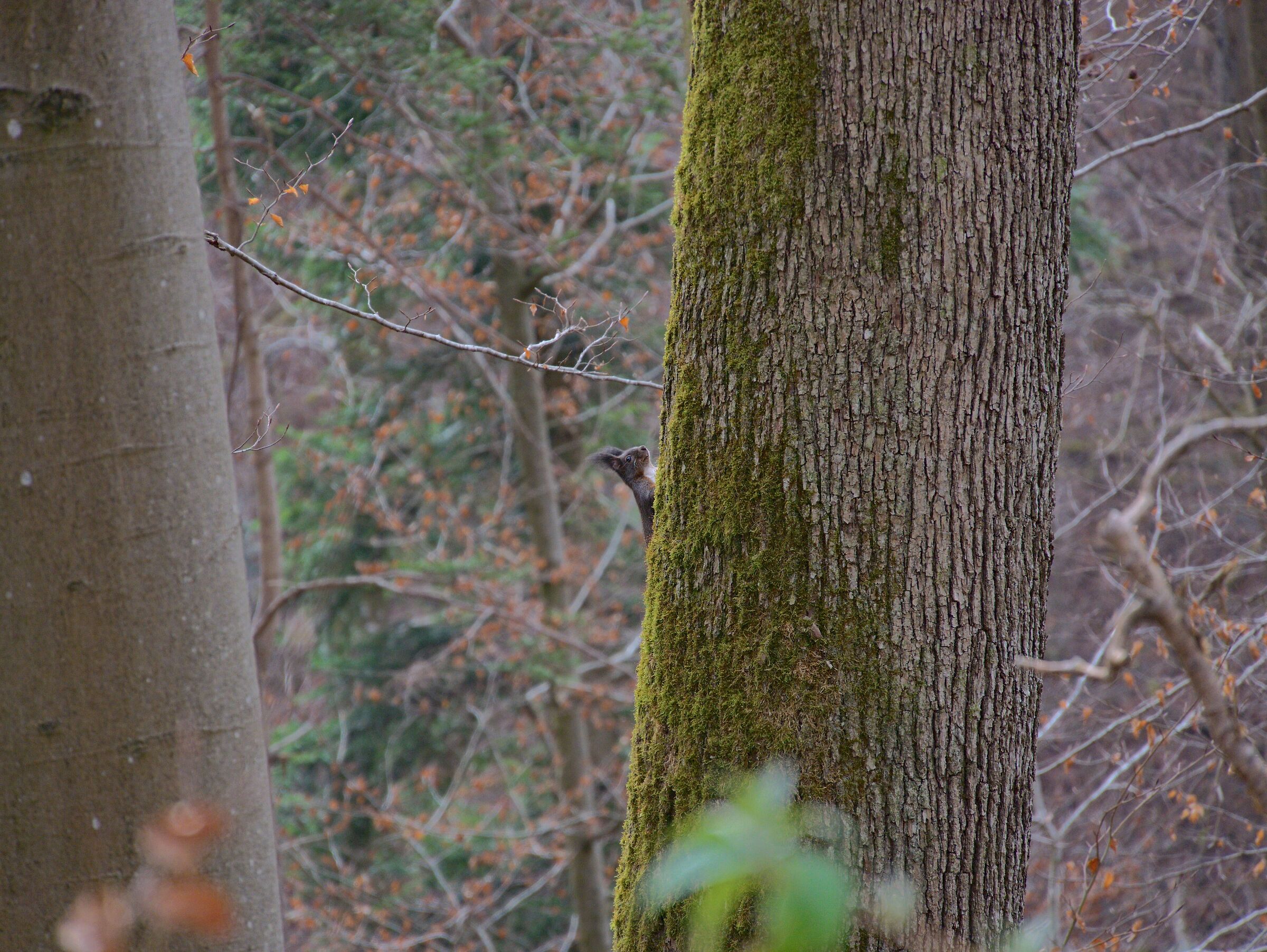 Squirrel