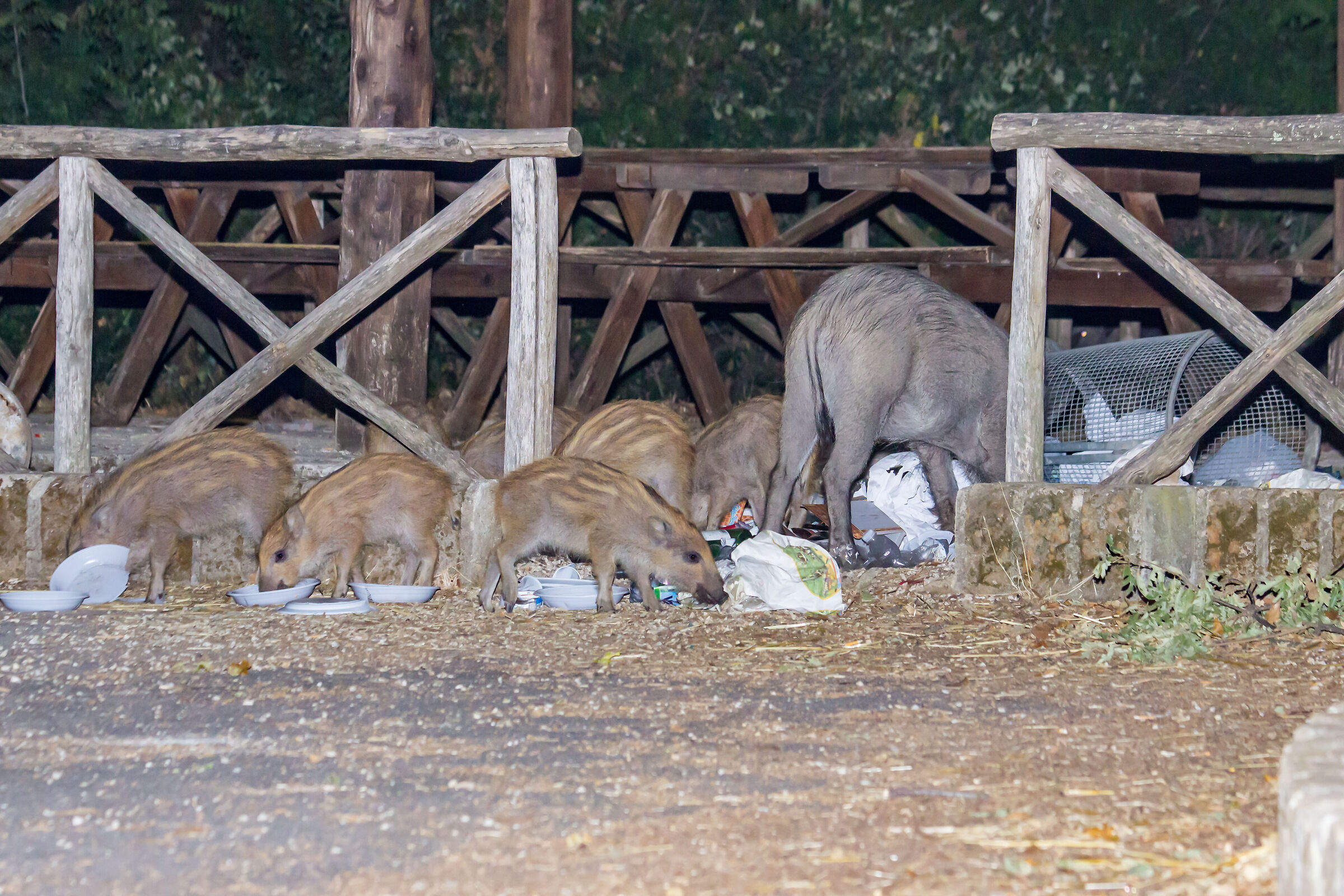 Il banchetto dei cinghiali