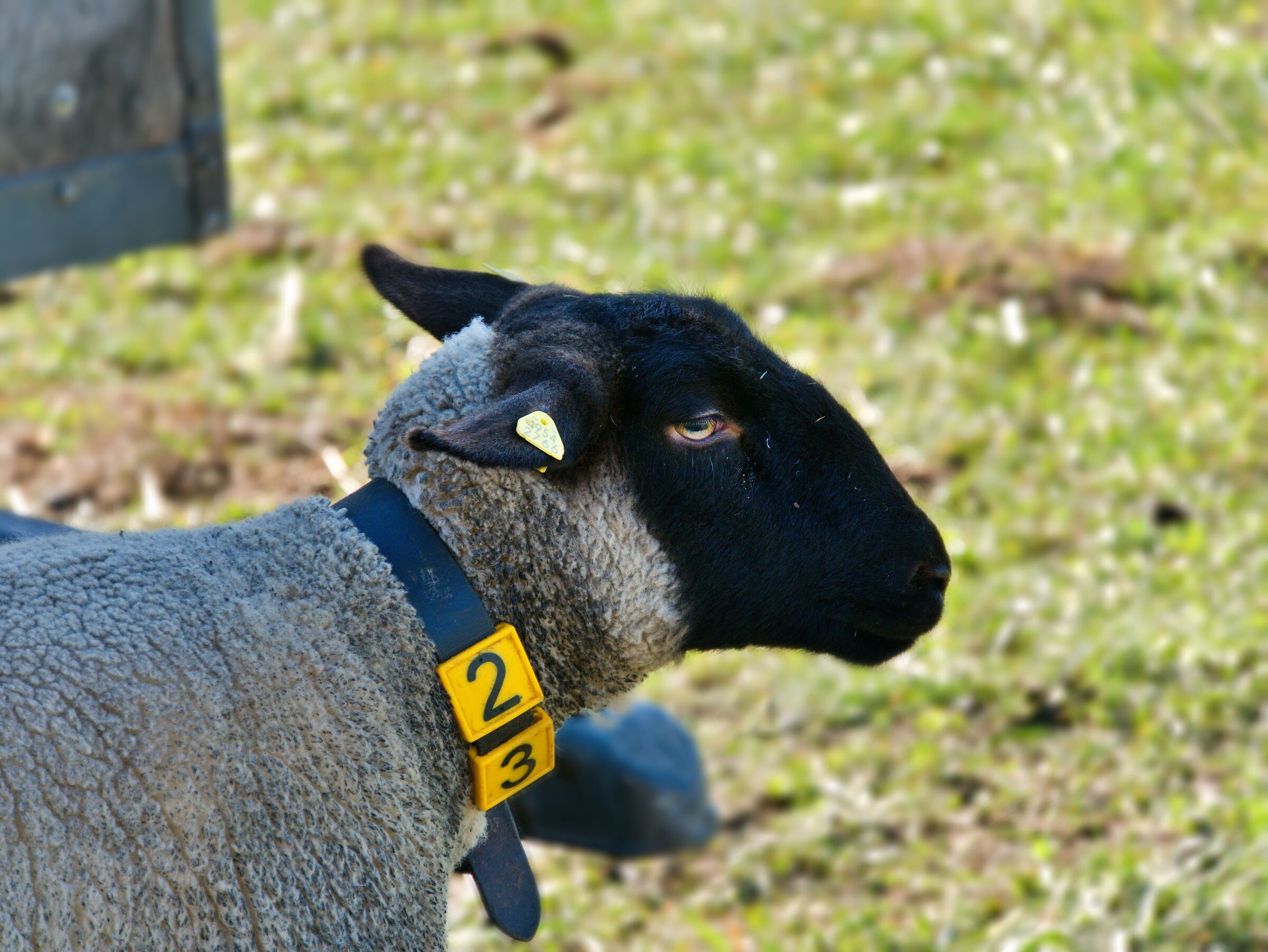 Sheep