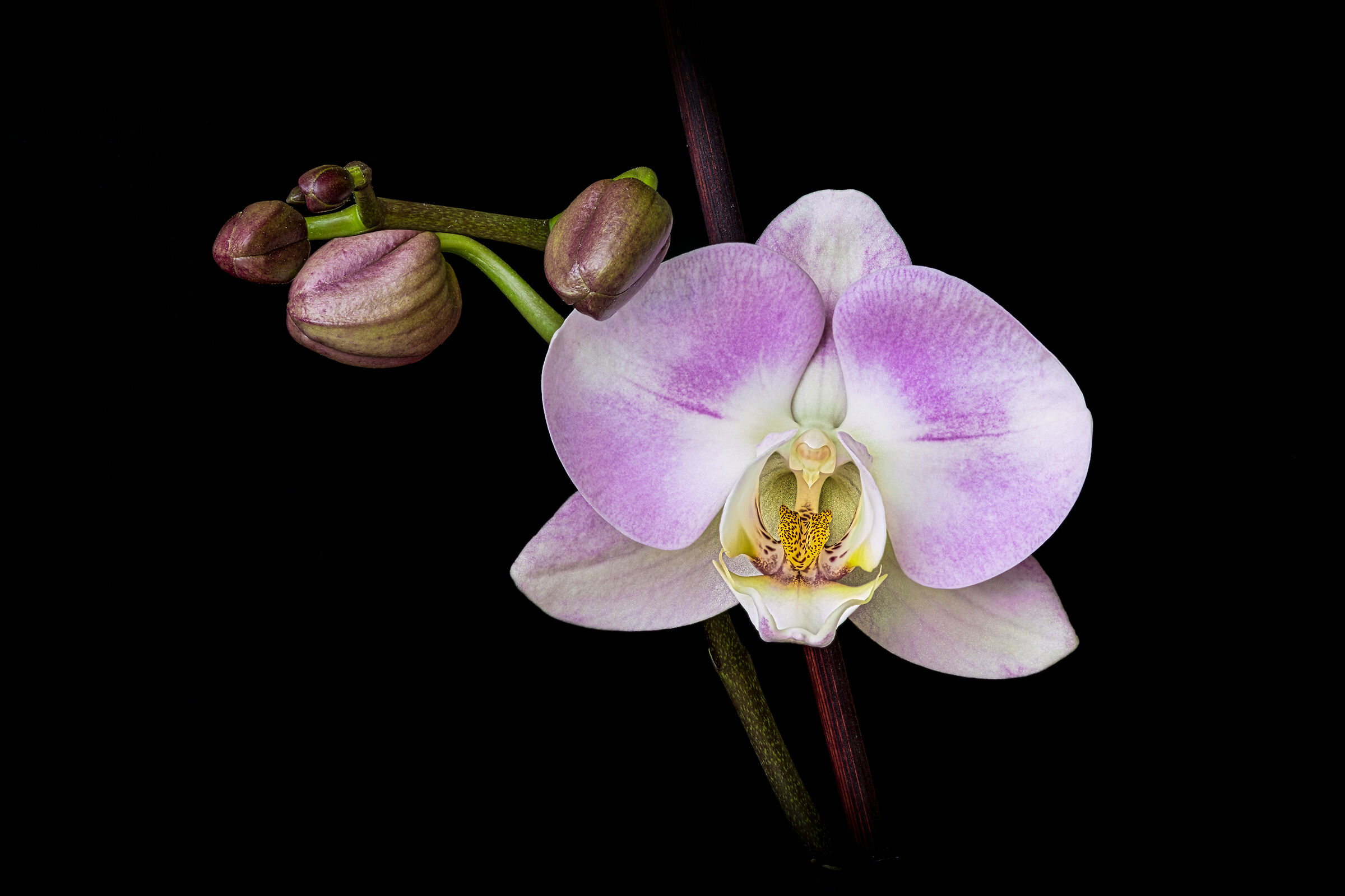 Orchid