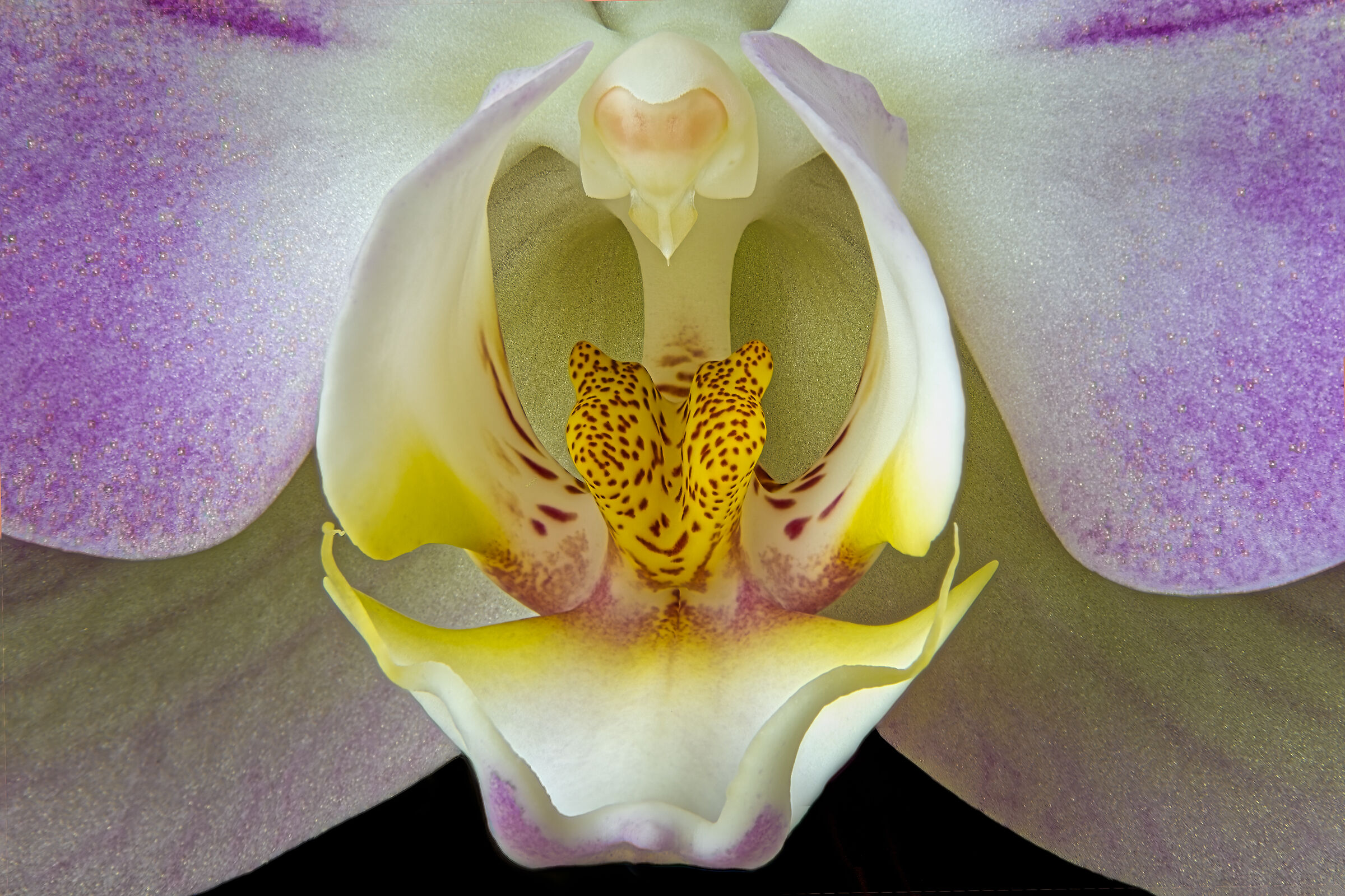 Orchid core
