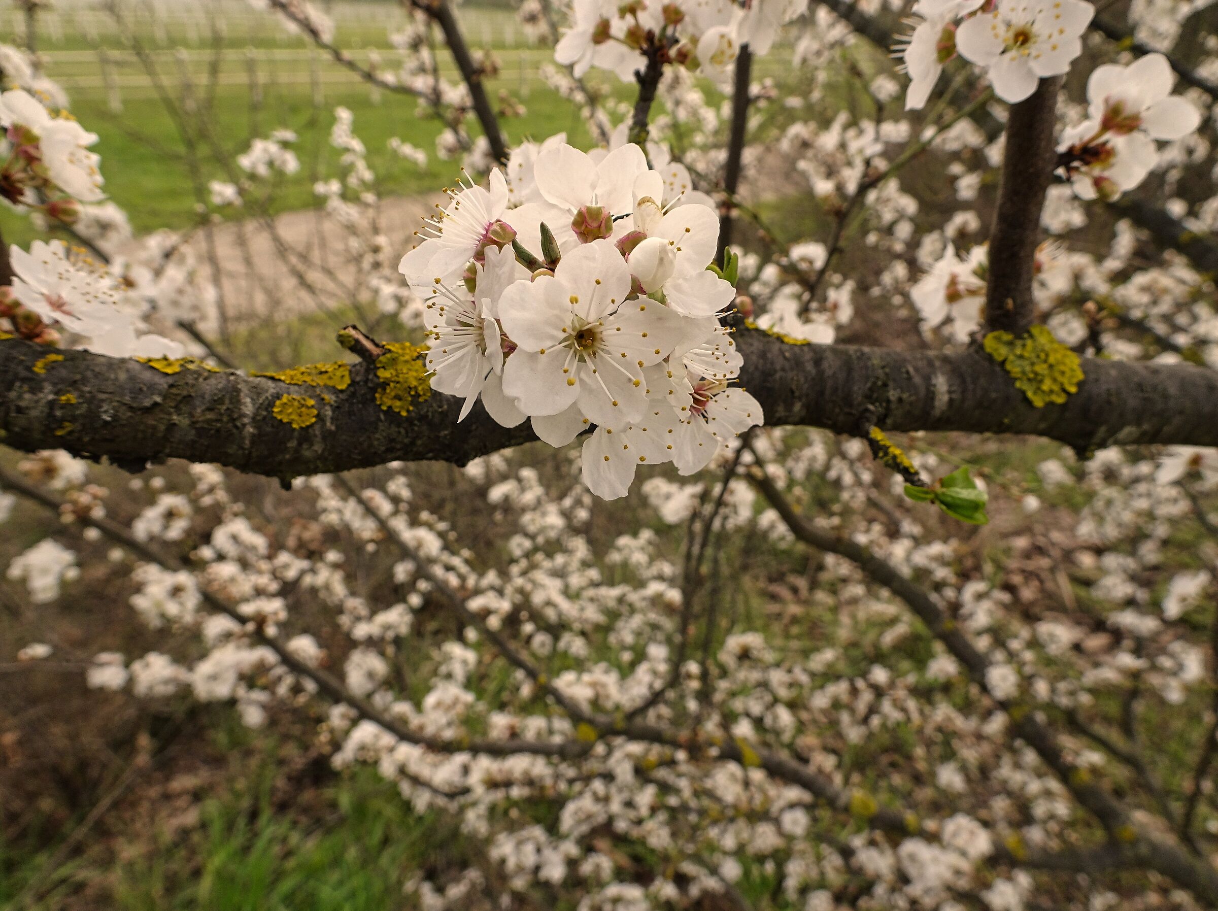 spring...