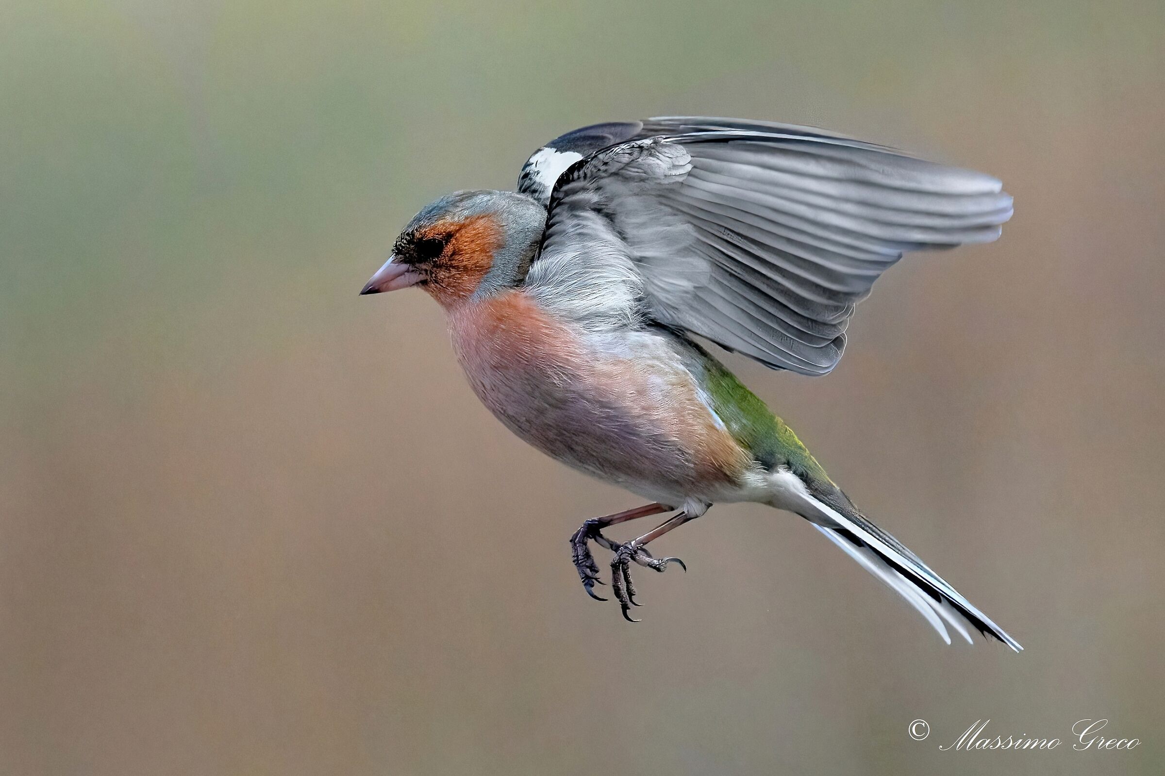 Chaffinch (Fringilla coelebs)