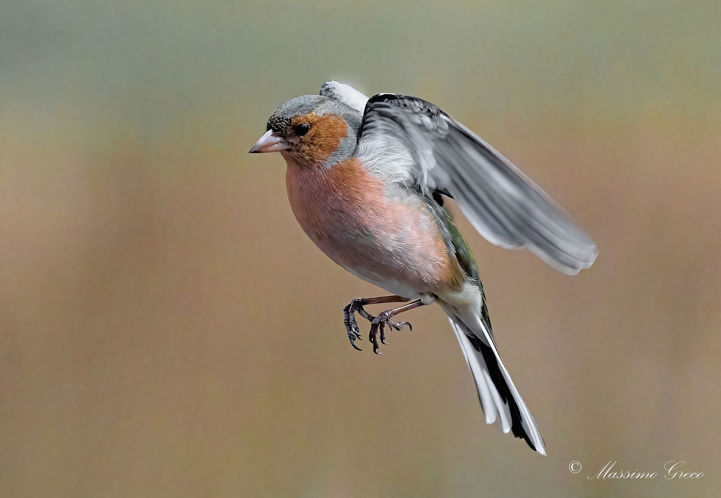 Chaffinch (Fringilla coelebs)