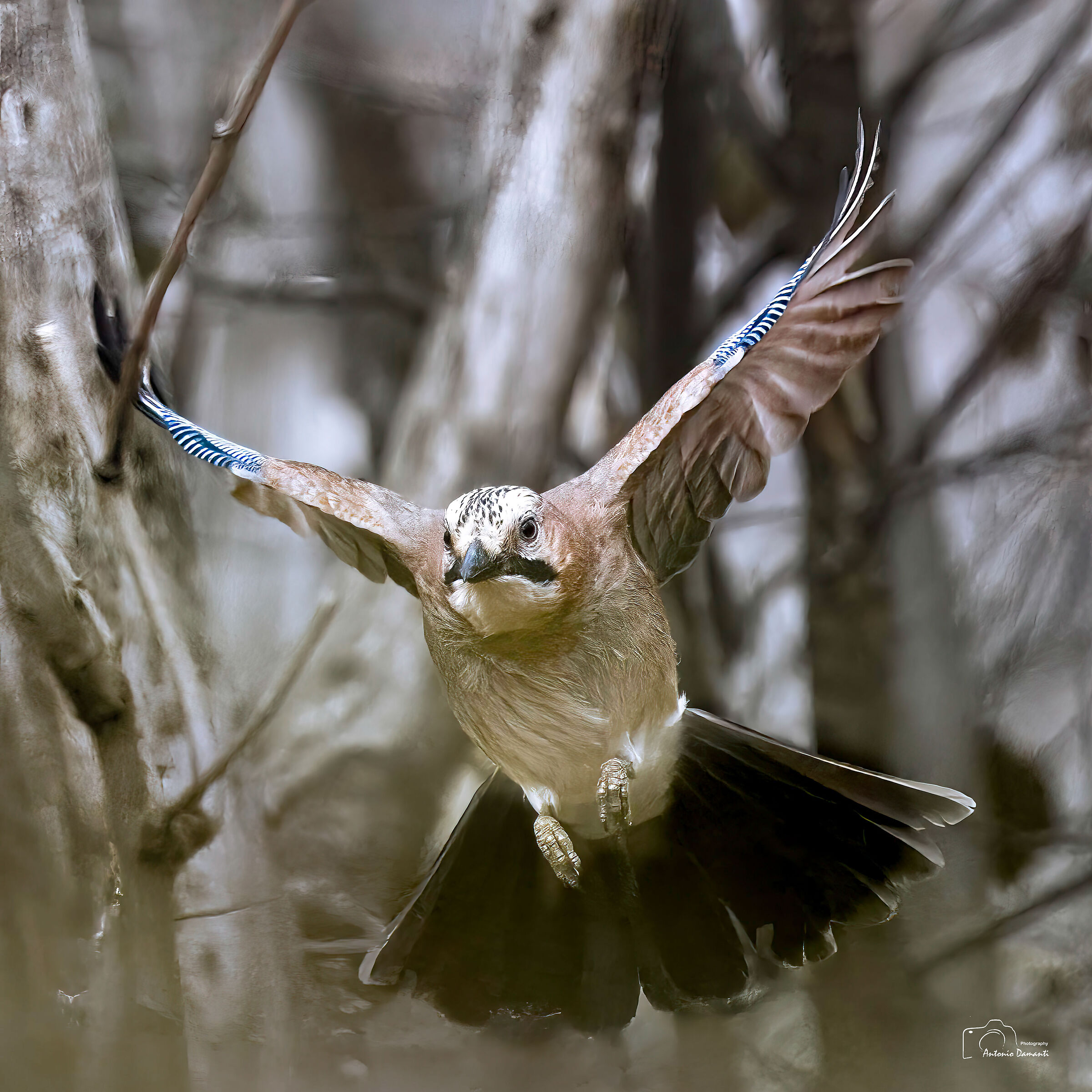 Jay flying in the woods