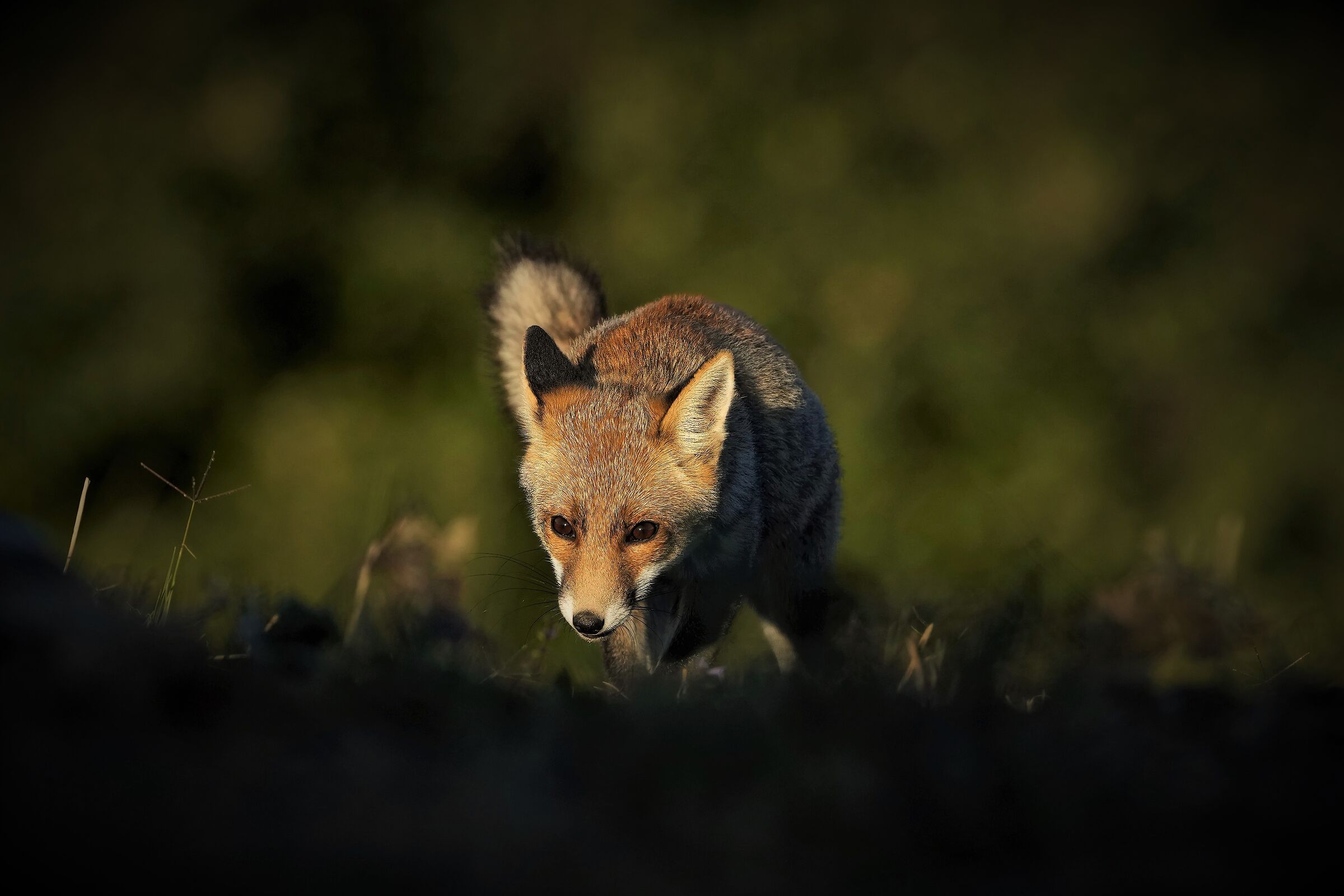 fox