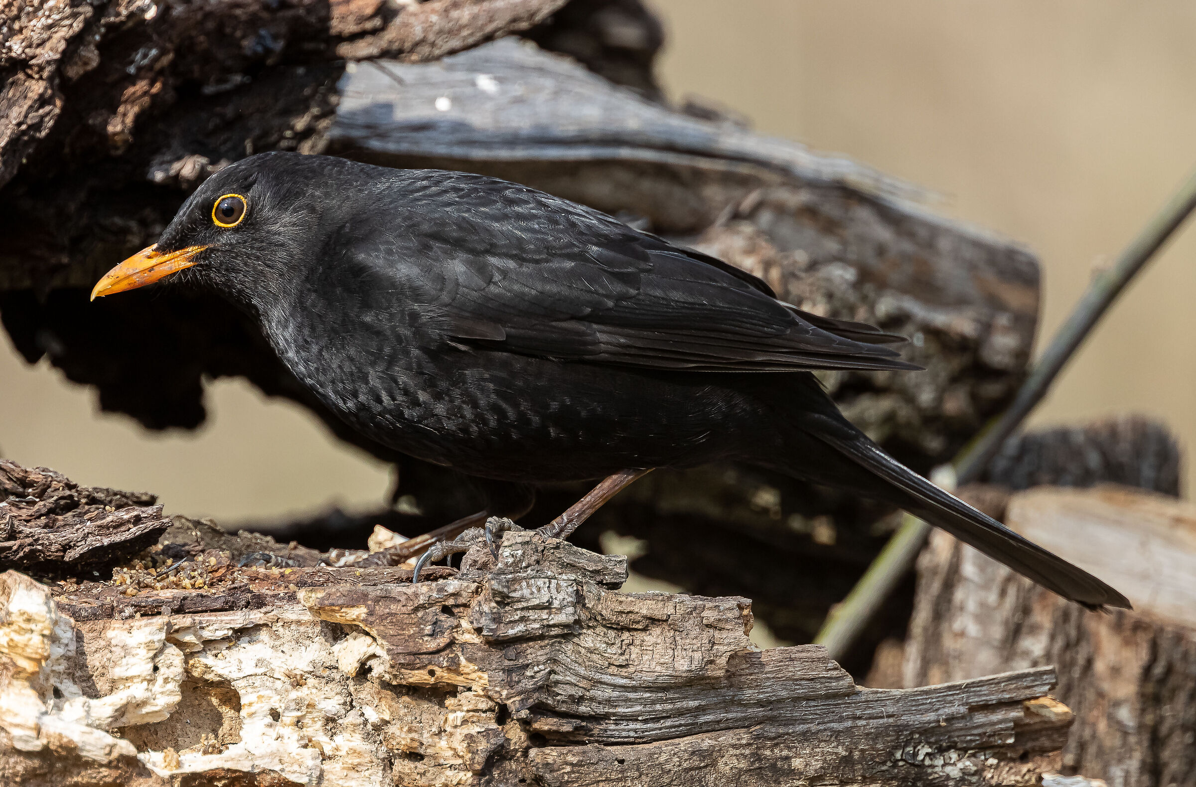 Blackbird