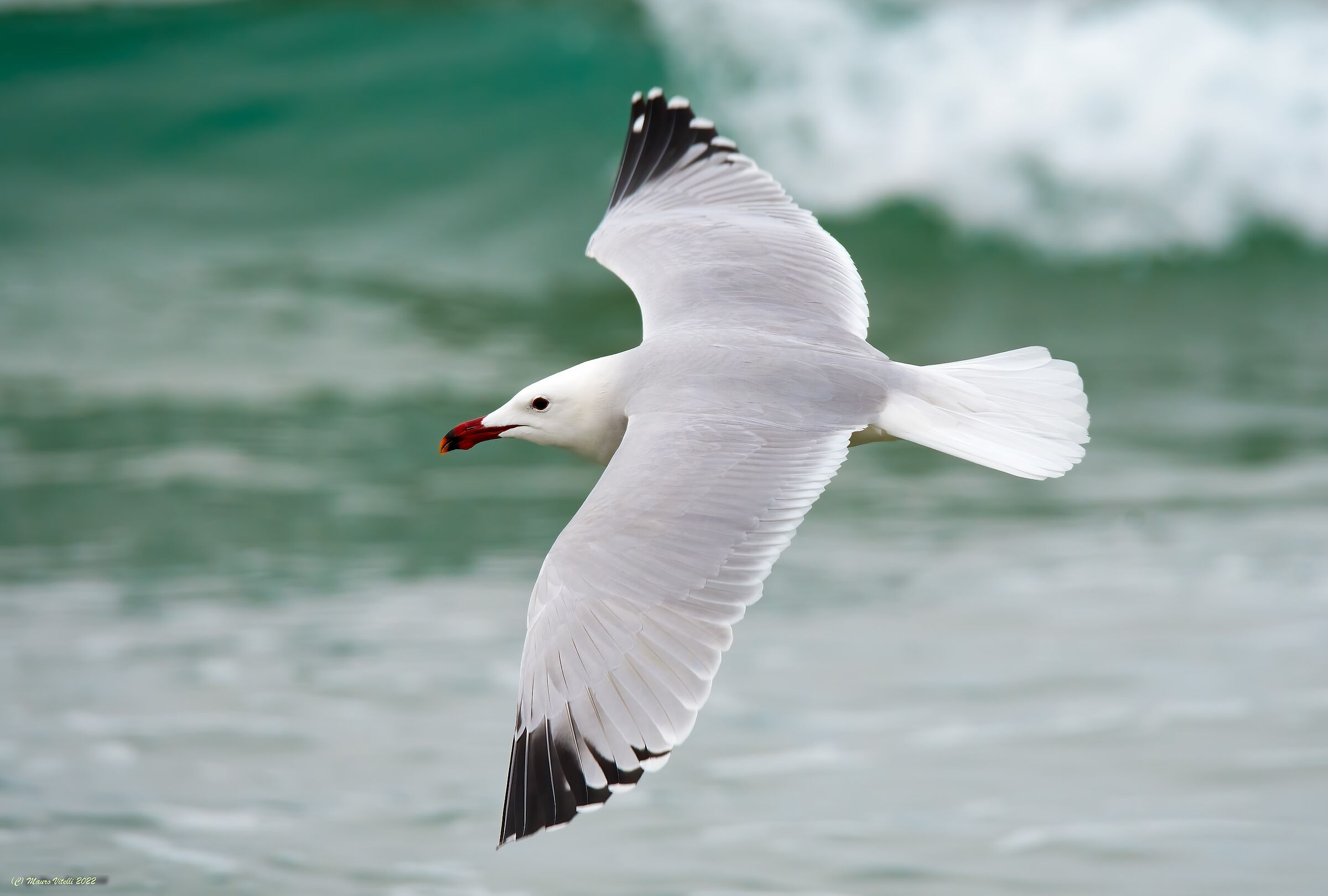 Corsican gull (Laurus audouinii)