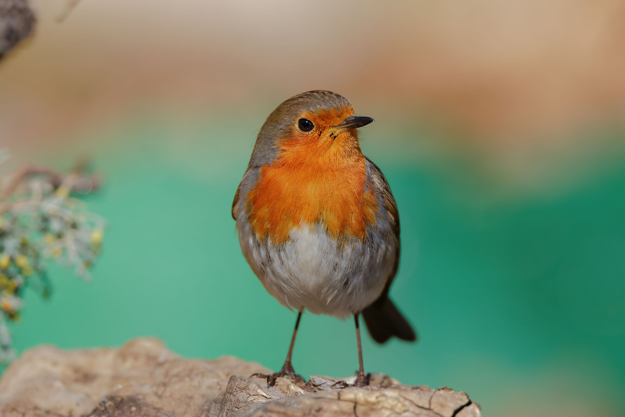 Robin