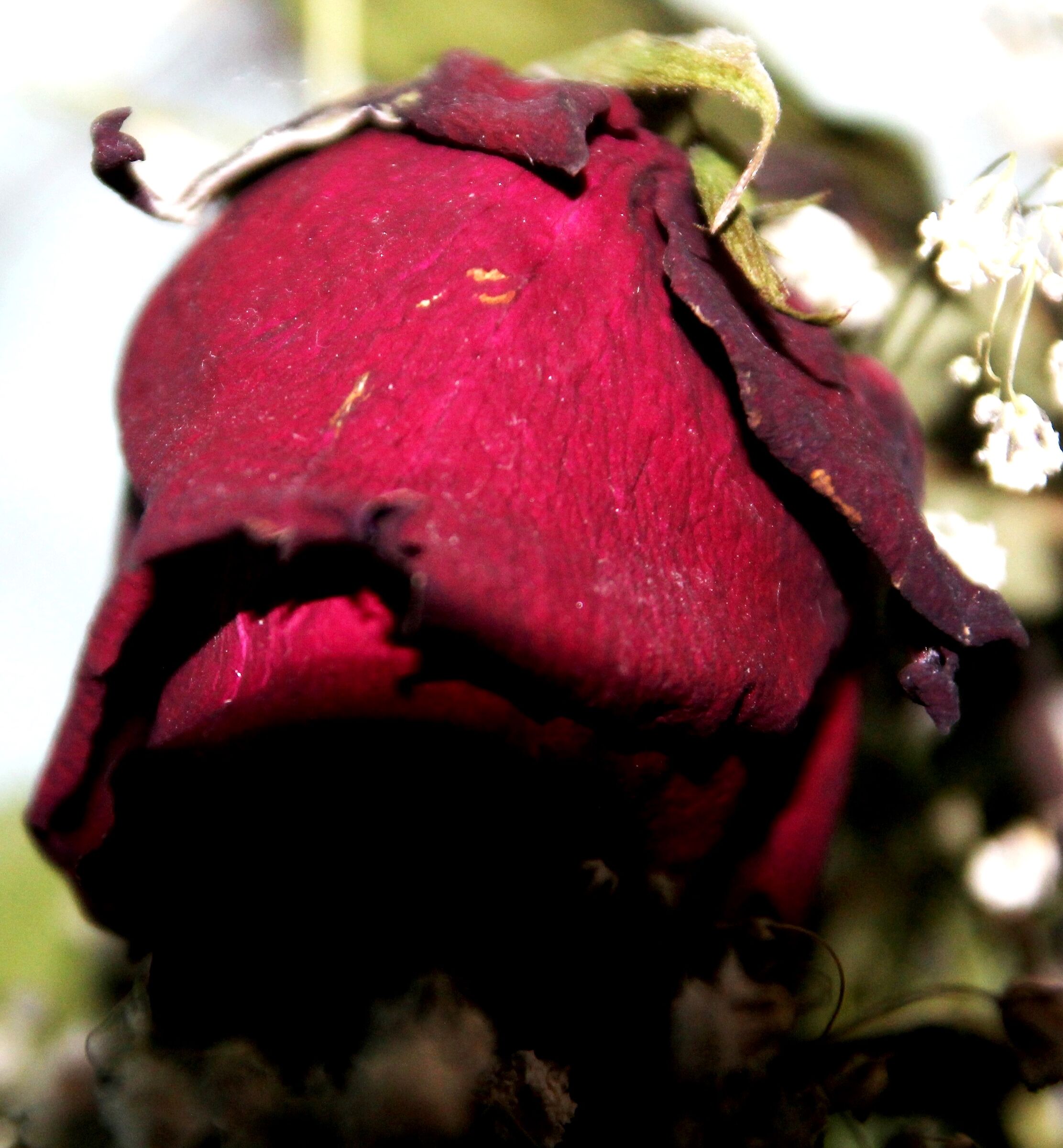 Rosa di San Valentino dopo un mese