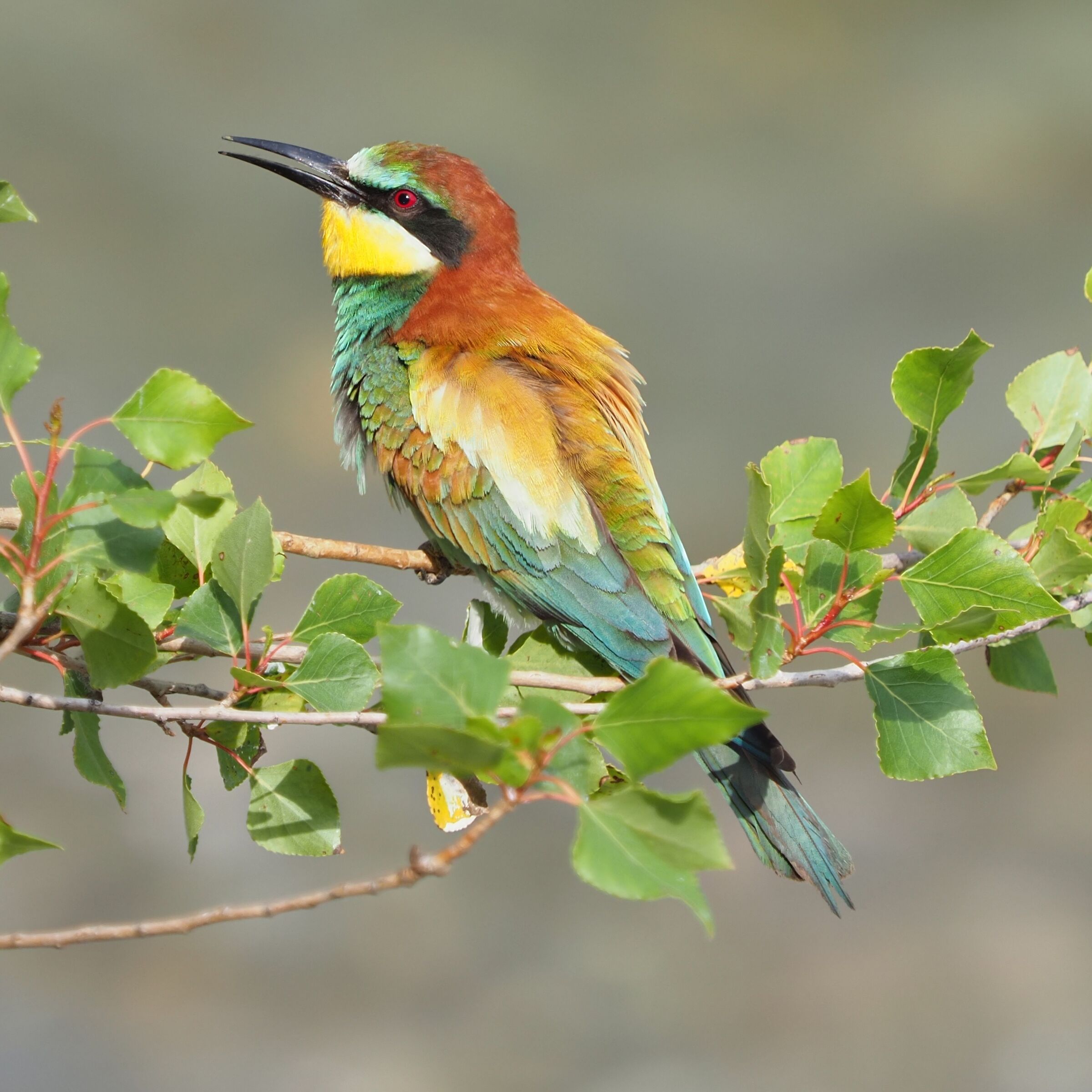 European Bee eater