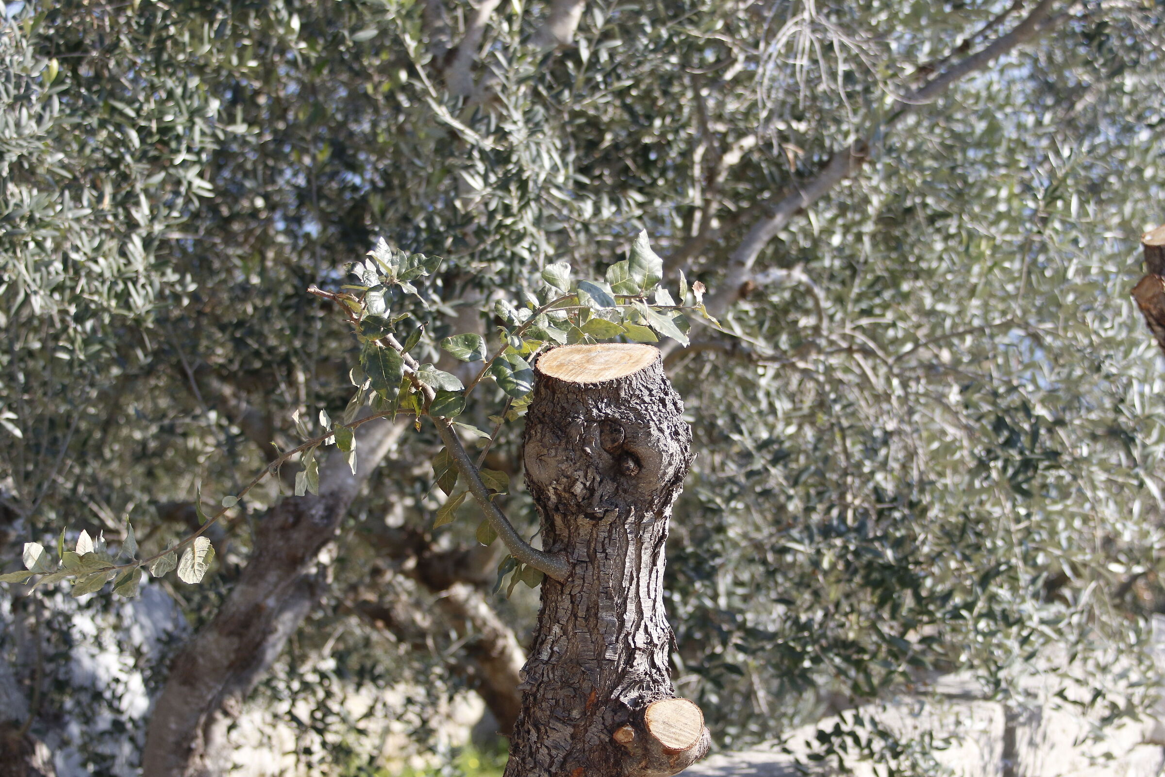 70-300 DO- Canon 7D II