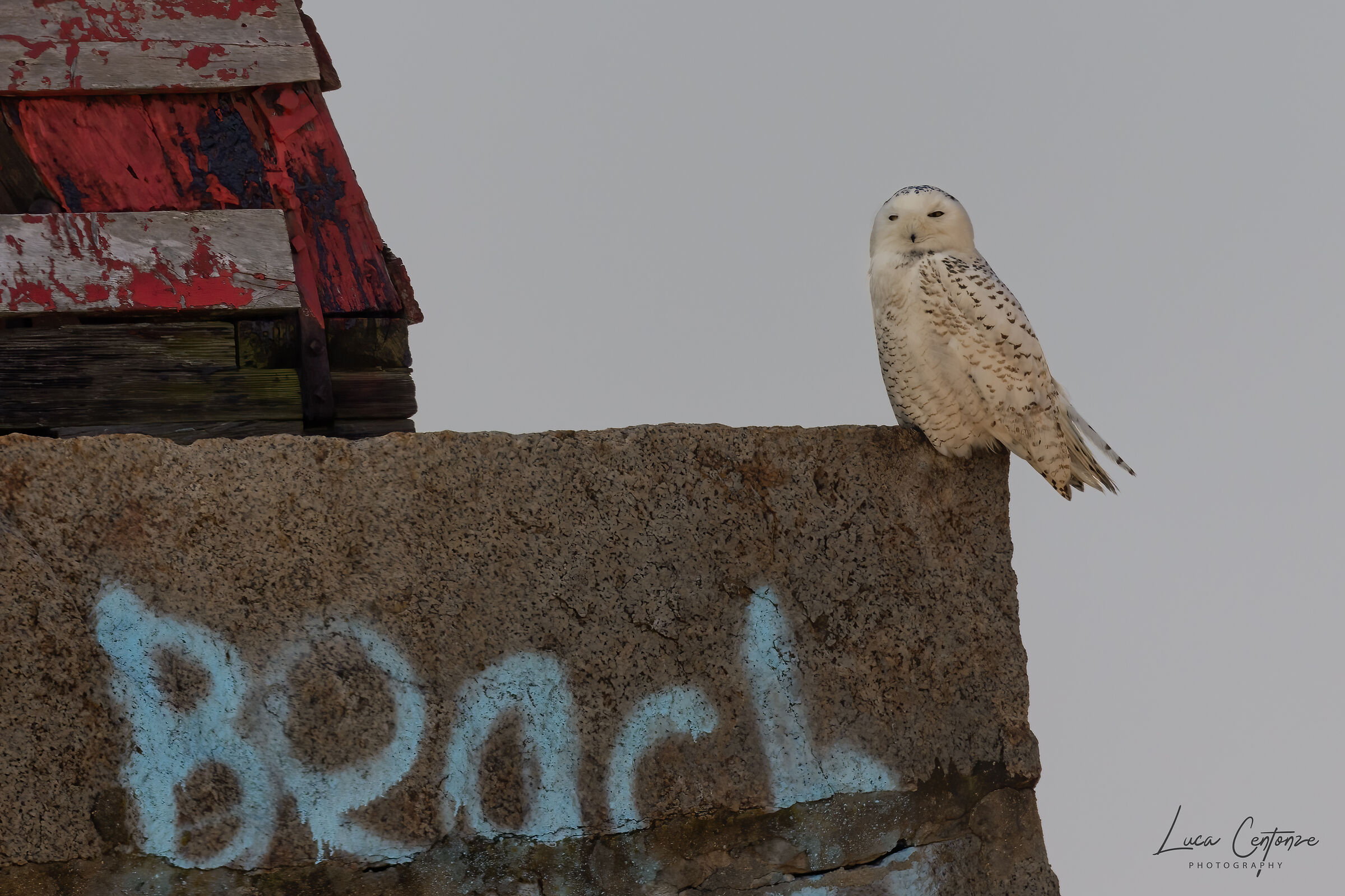 Snowy Owl (Bubo scandiacus)