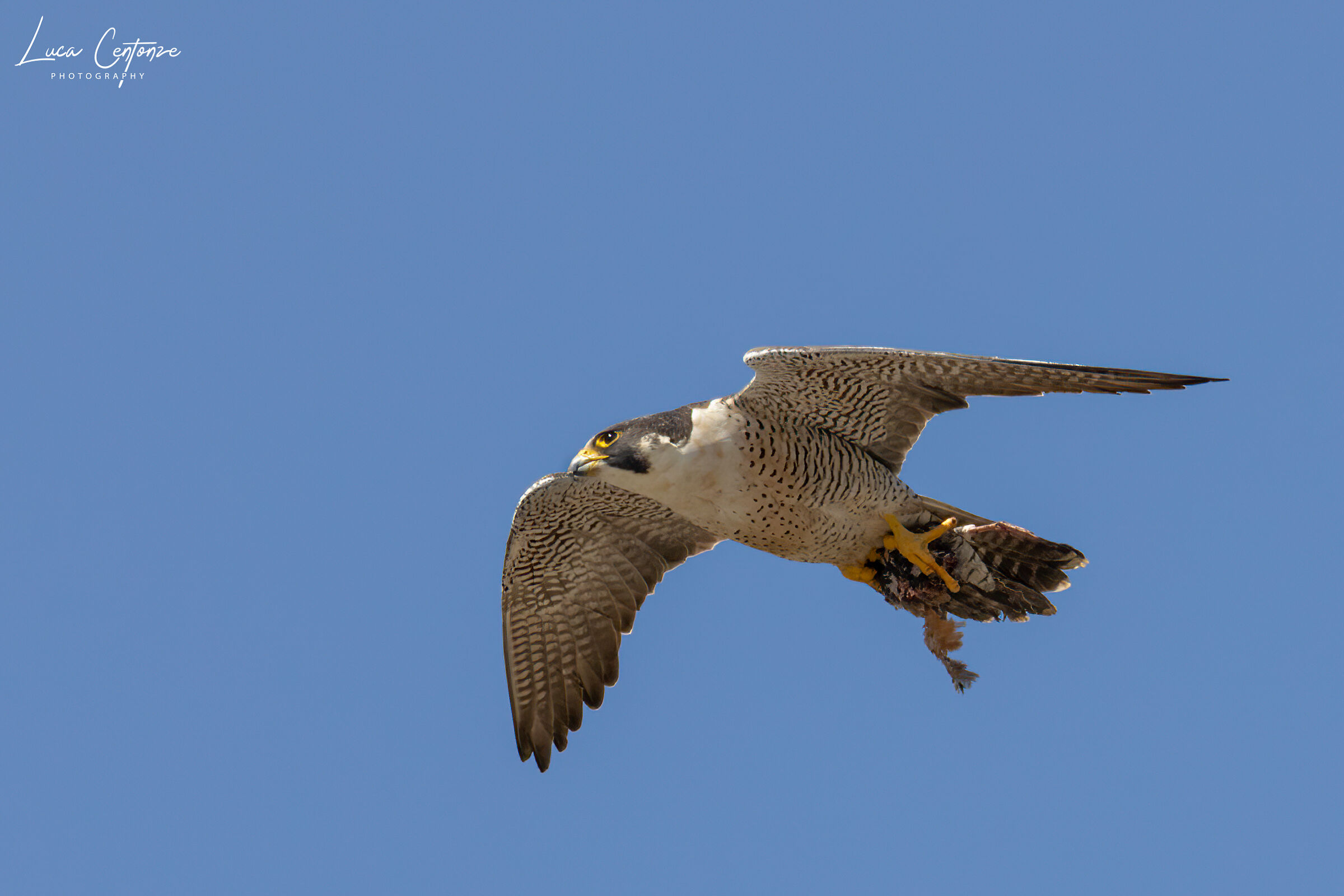 Falco Pellegrino con preda.