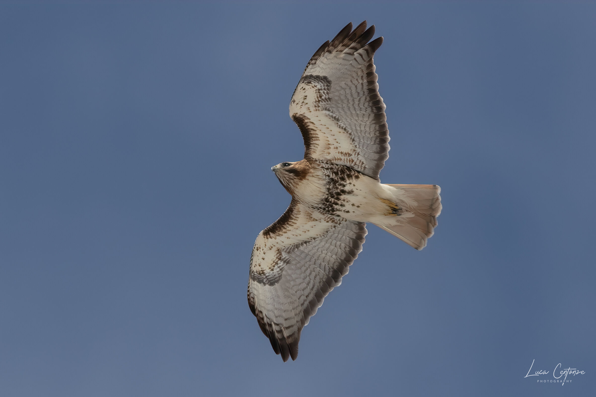 Red-tailed buzzard (Buteo jamaicensis)