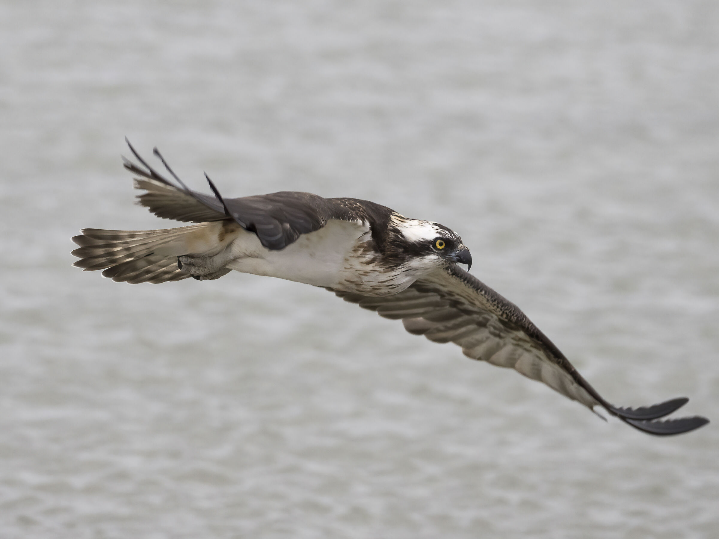 Falco Pescatore in volo