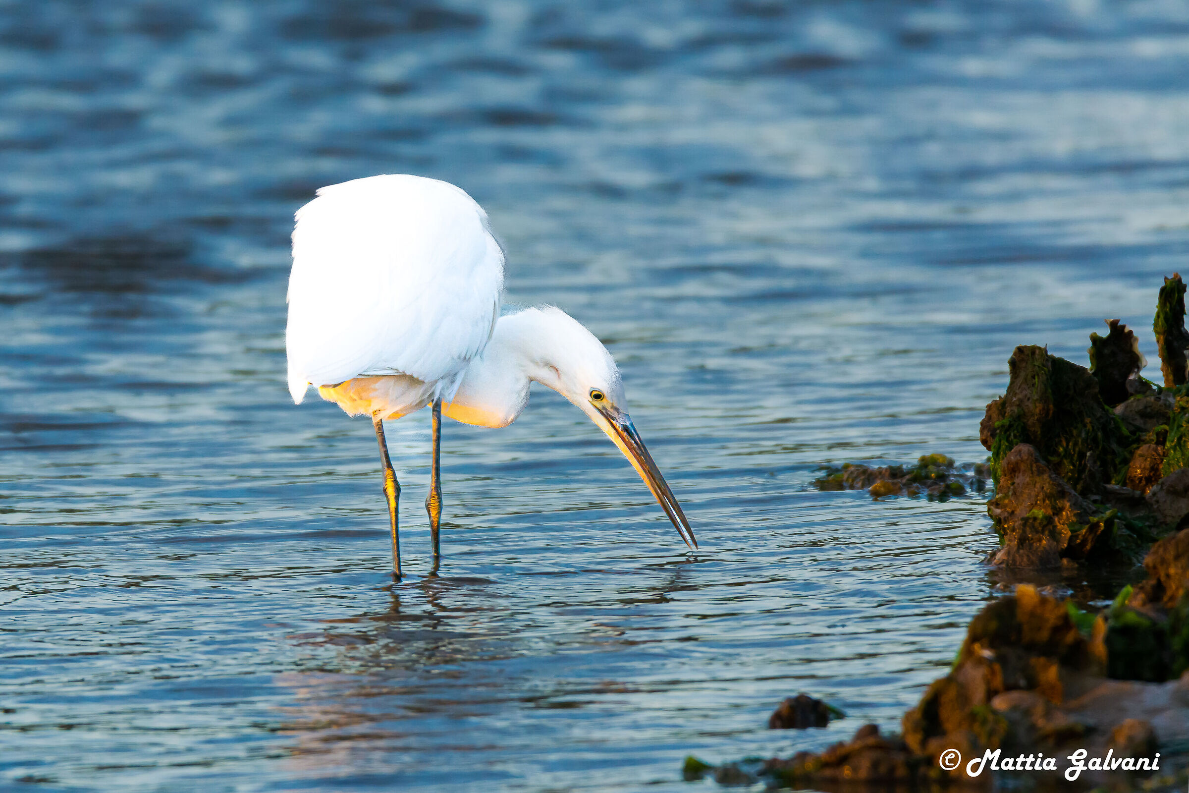 Garzetta in caccia al tramonto