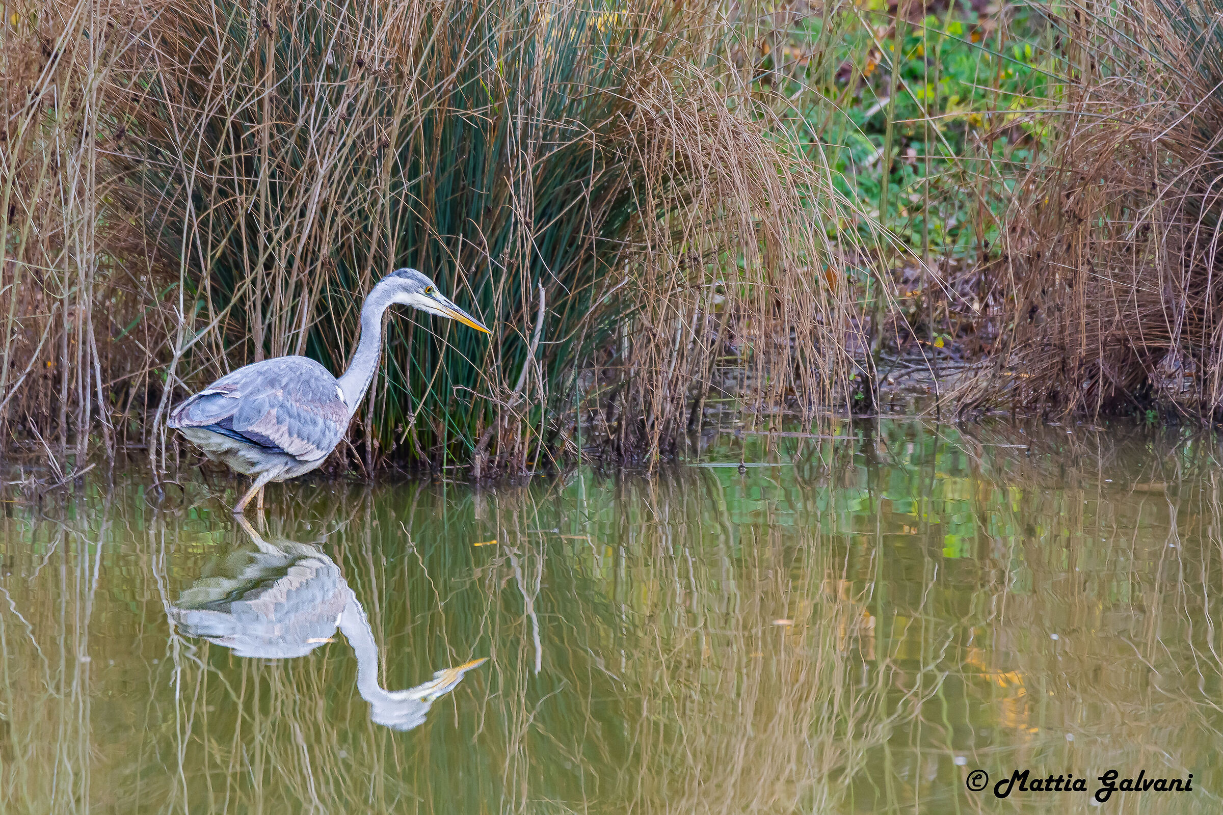 Grey heron on the hunt
