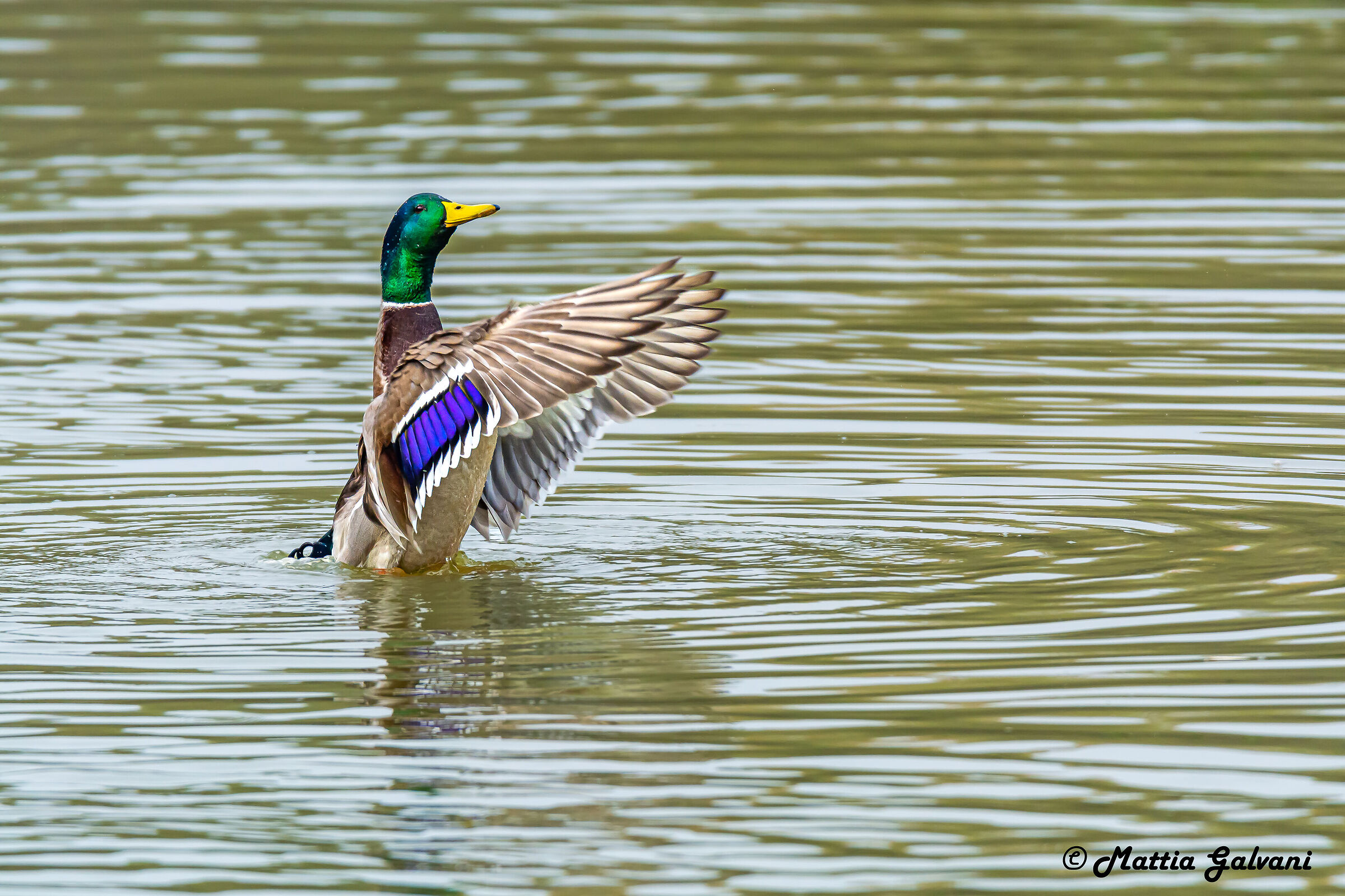 L'imponenza del Reale