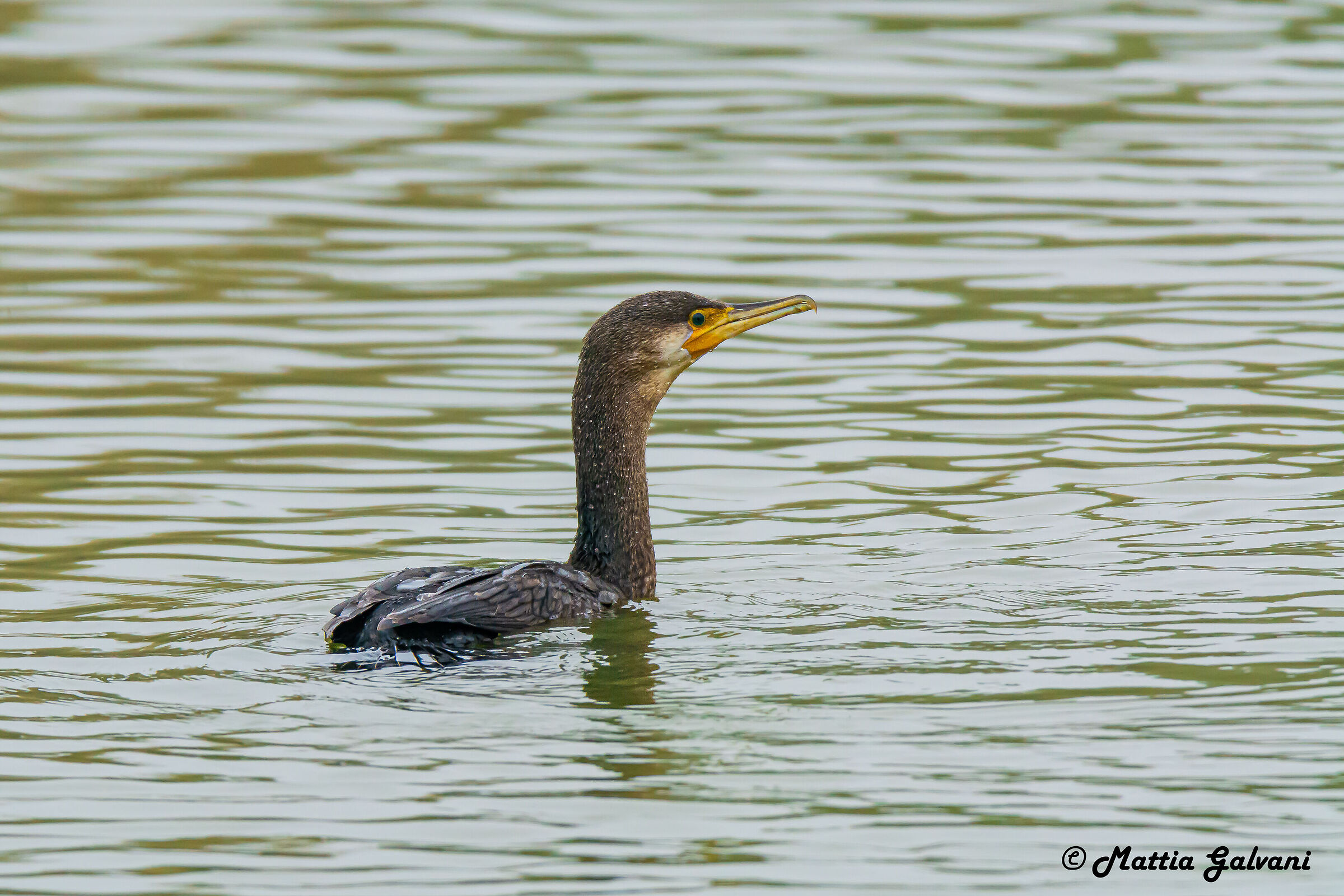 Cormorant