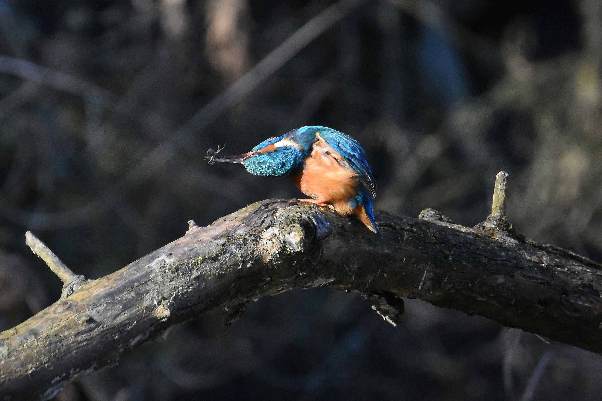 KINGFISHER
