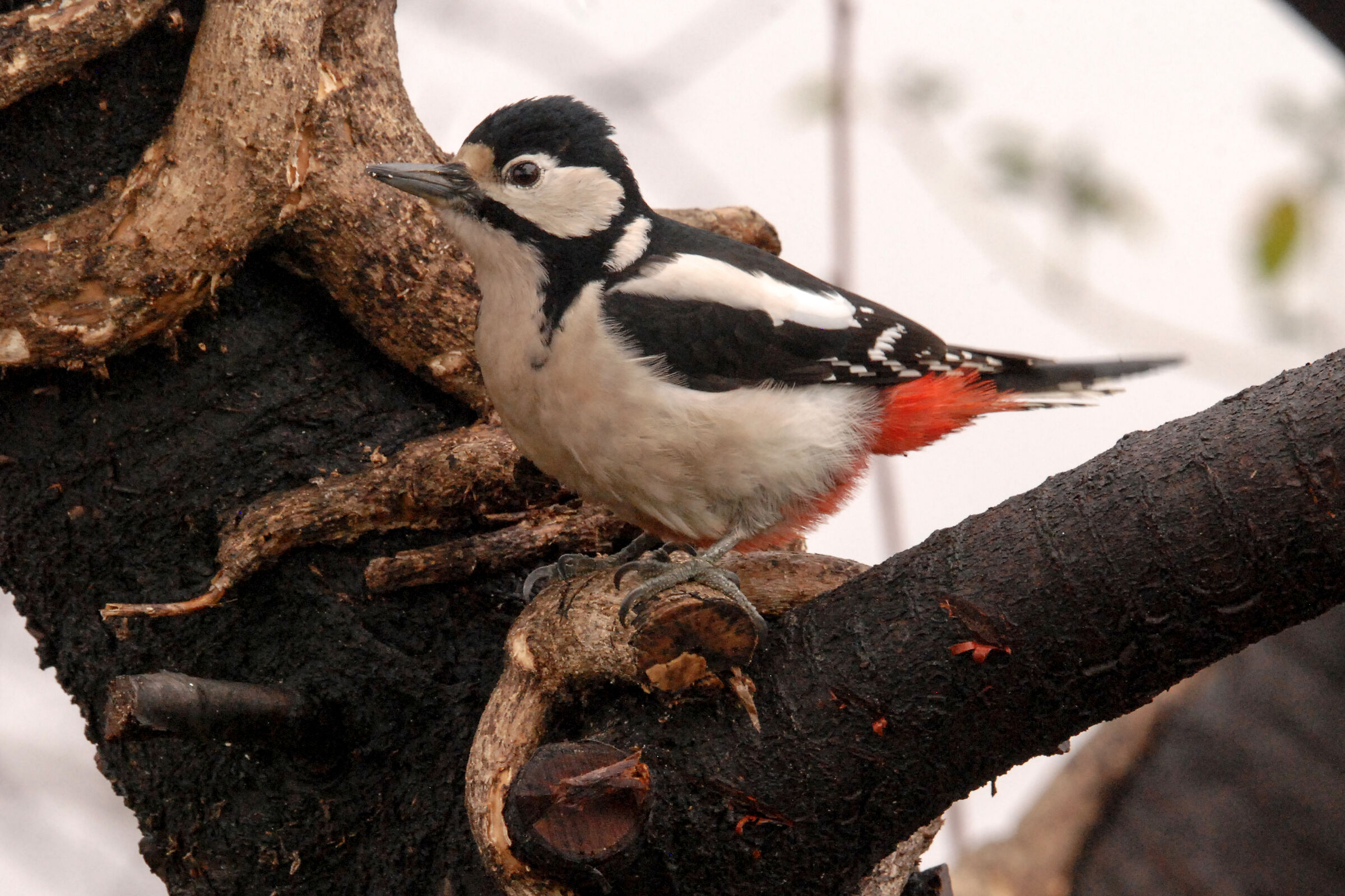 RED WOODPECKER